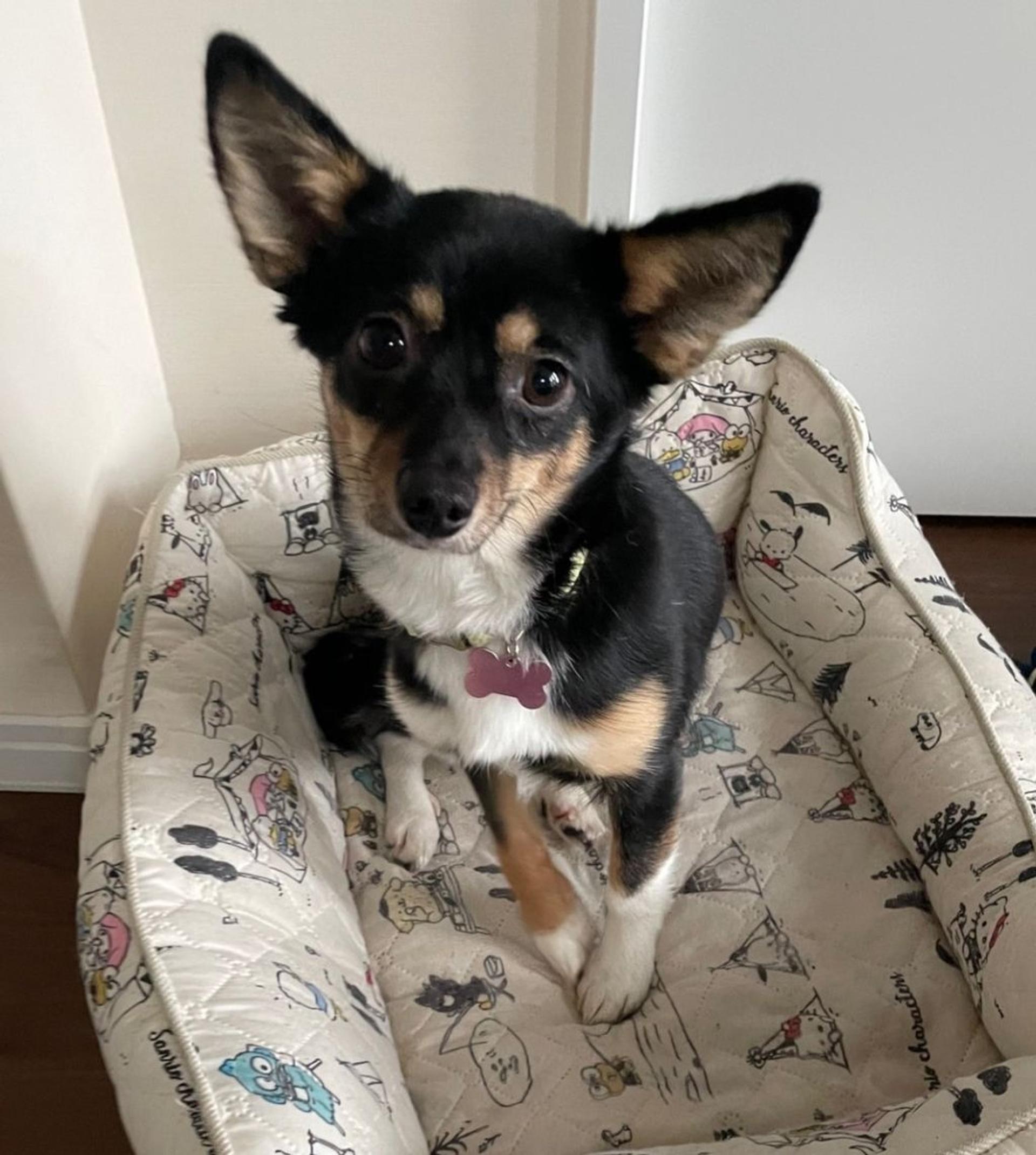 pet-image-2