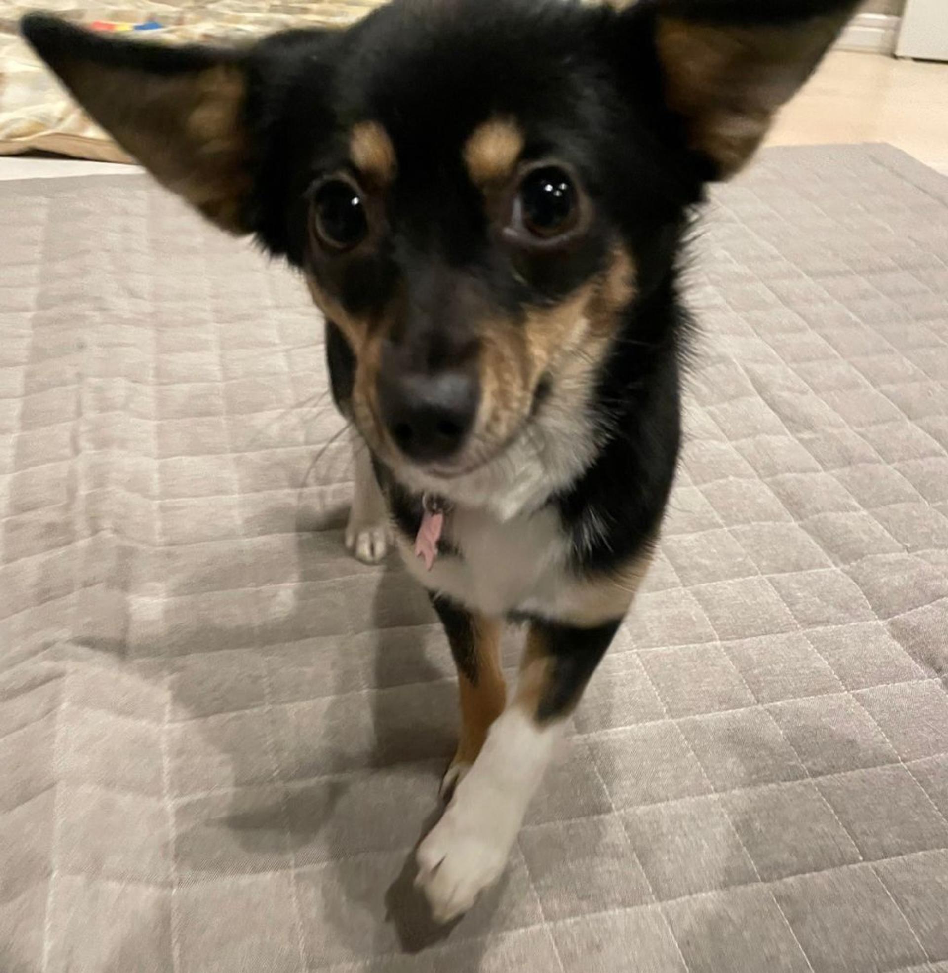 pet-image-3