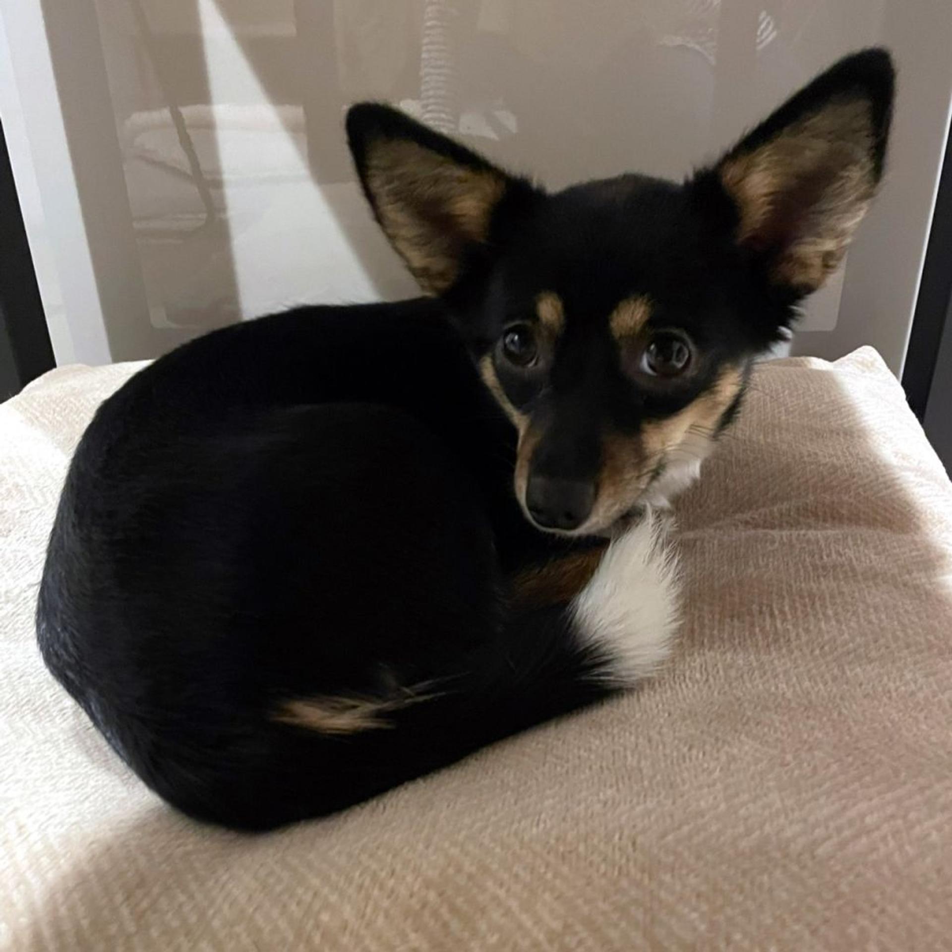 pet-image-4