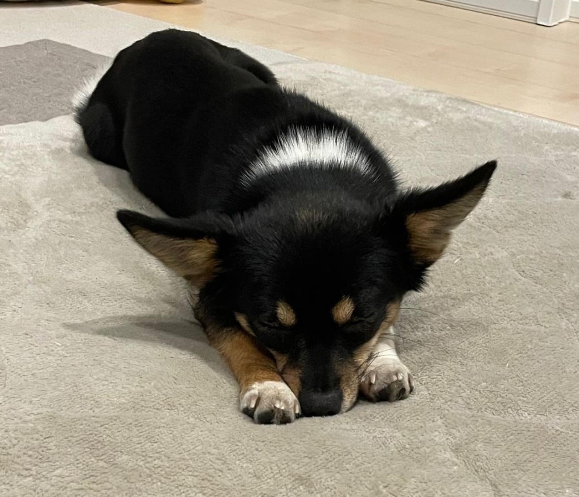 pet-image-8