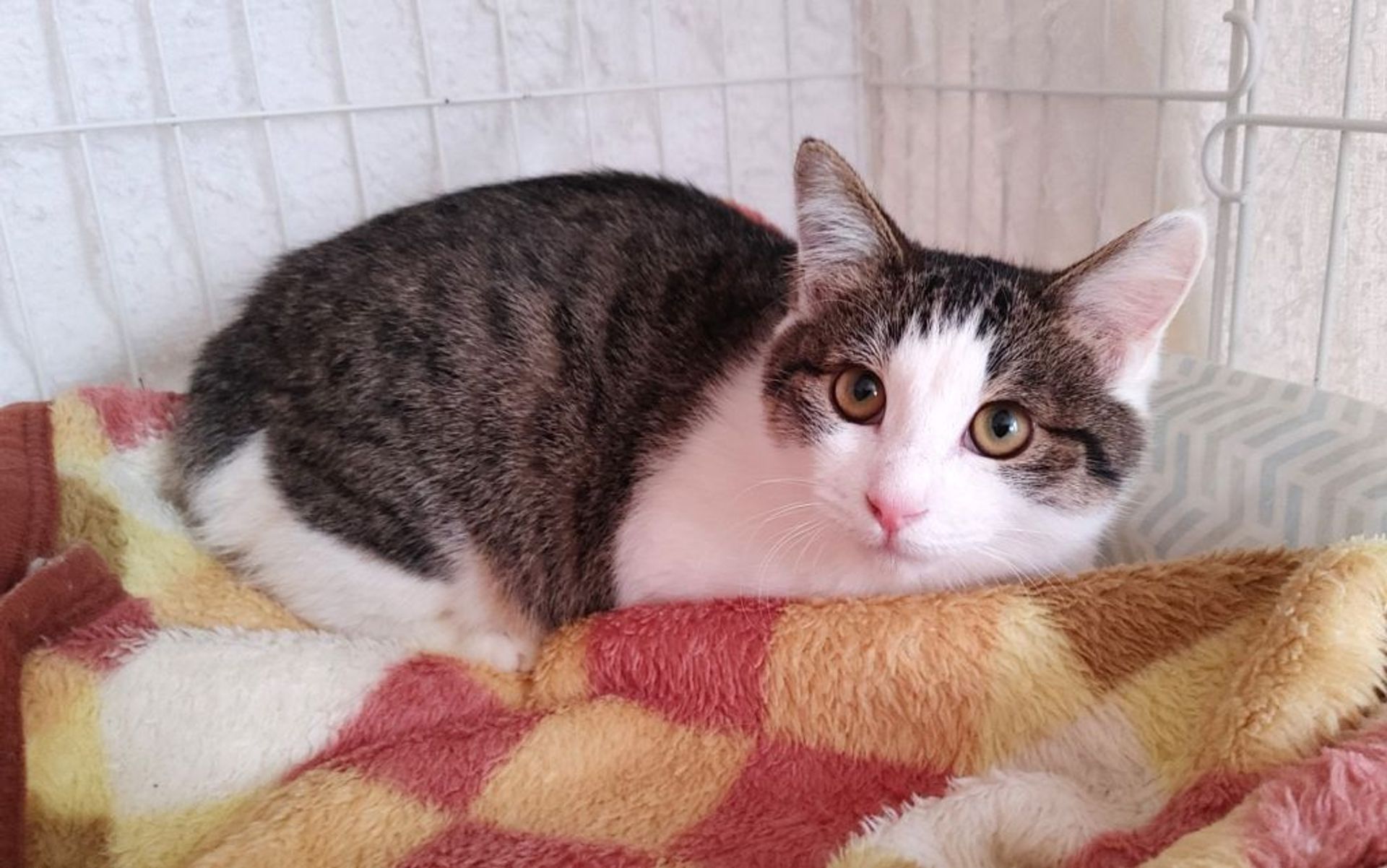 雑種（ミックス猫）・メスの里親募集の写真