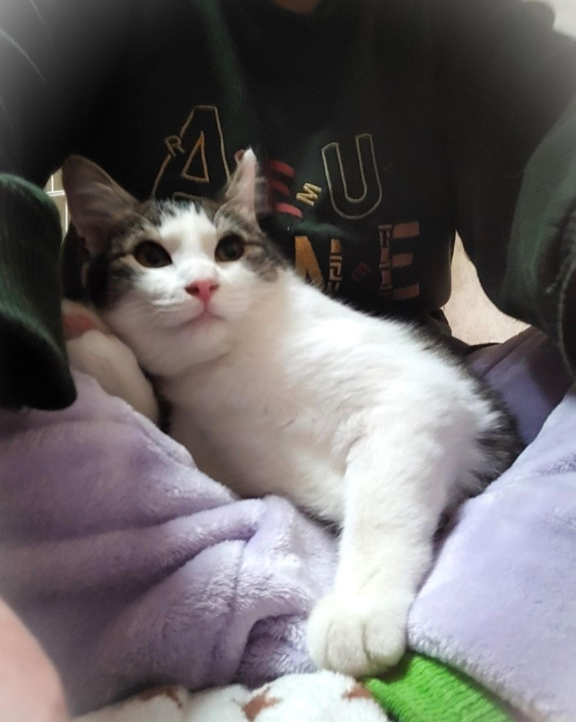 pet-image-4