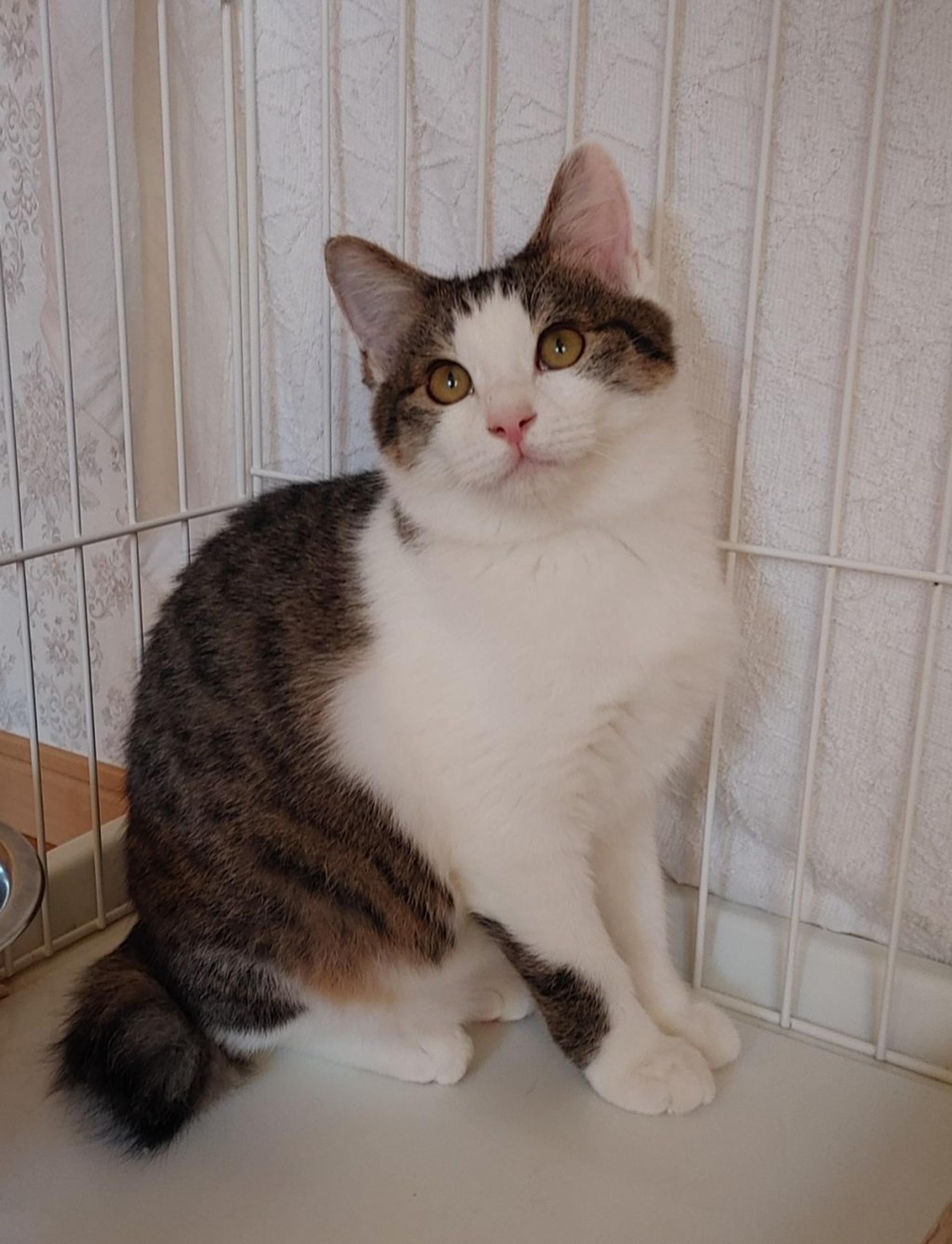 pet-image-7