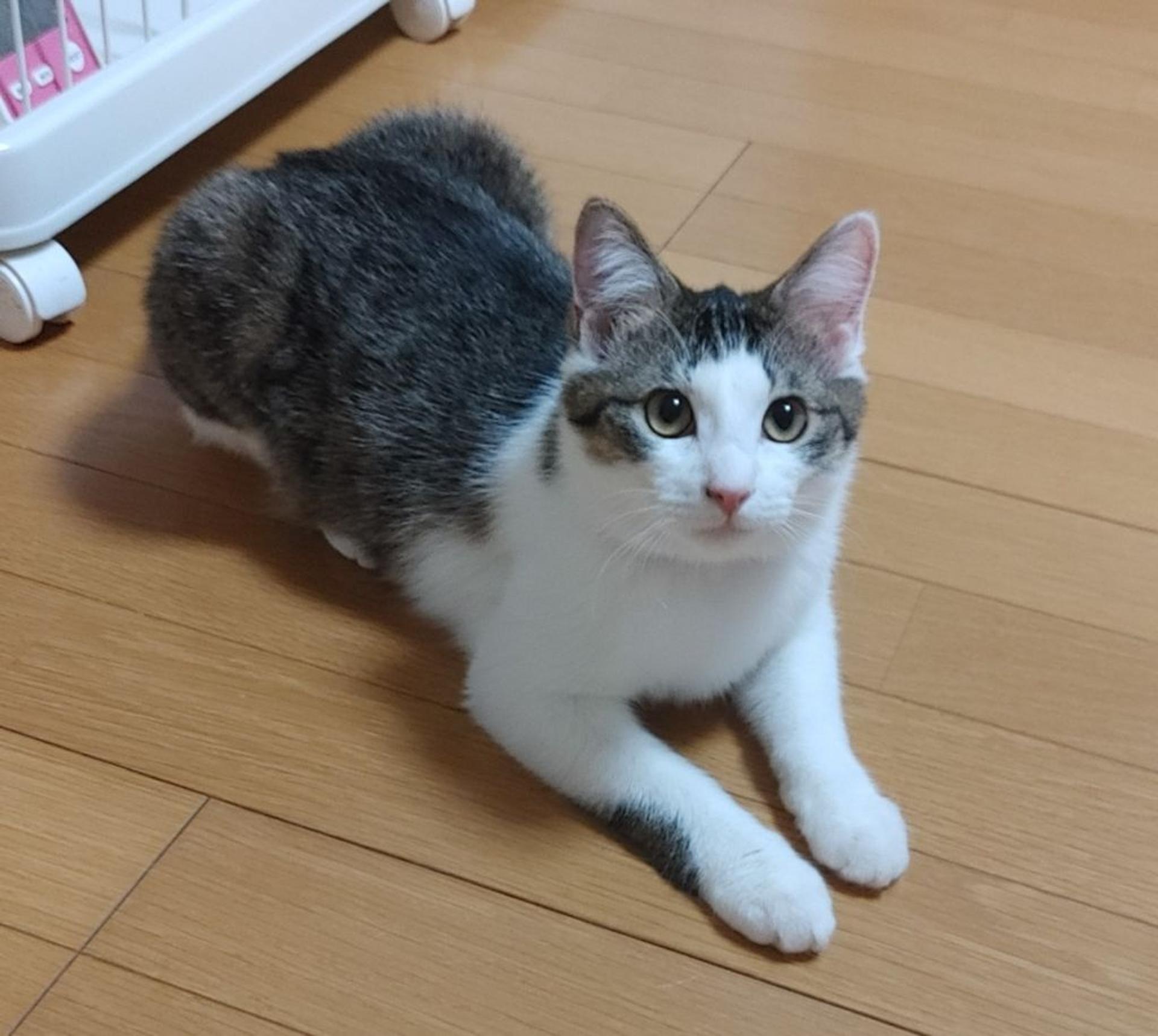 pet-image-8