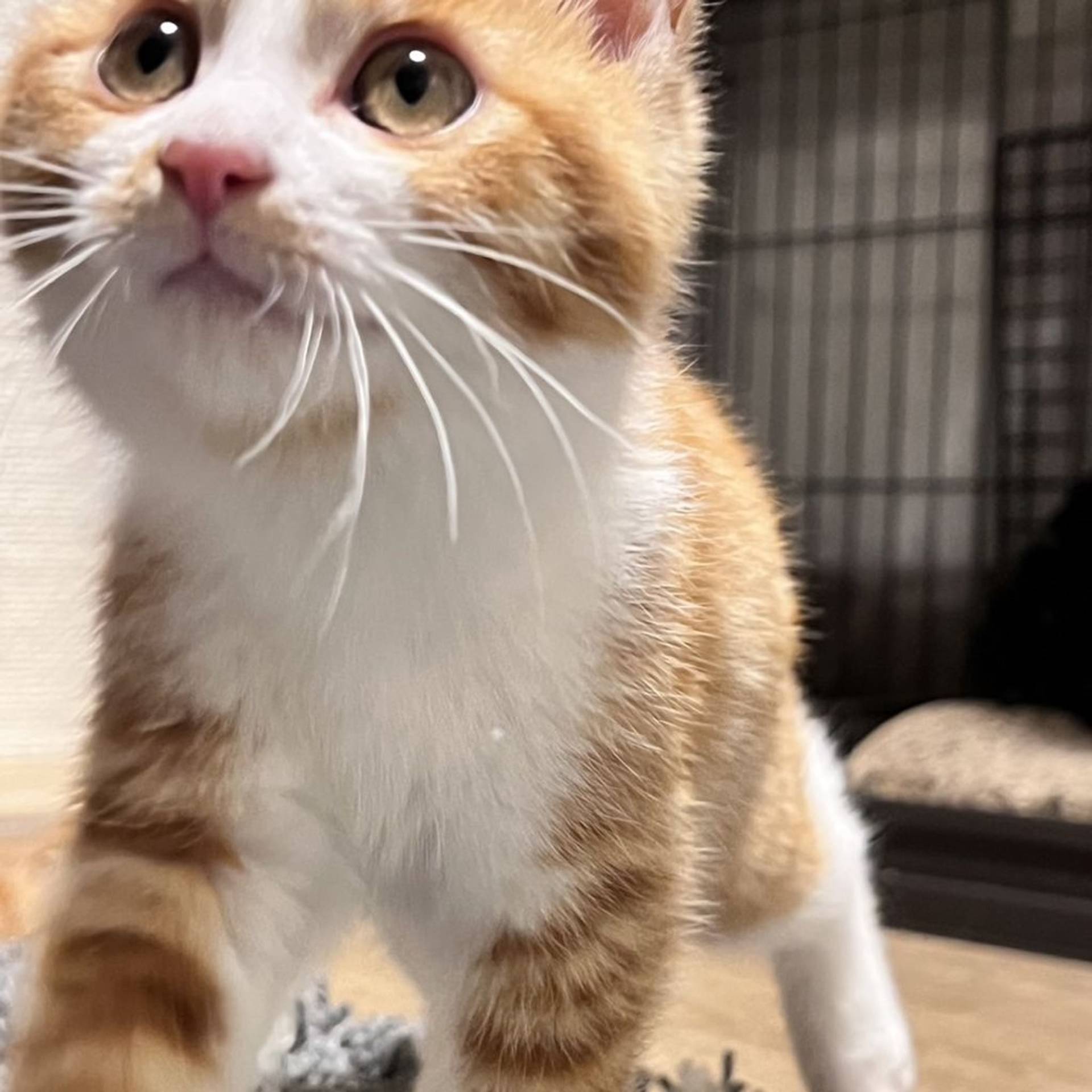 雑種（ミックス猫）・オスの里親募集の写真