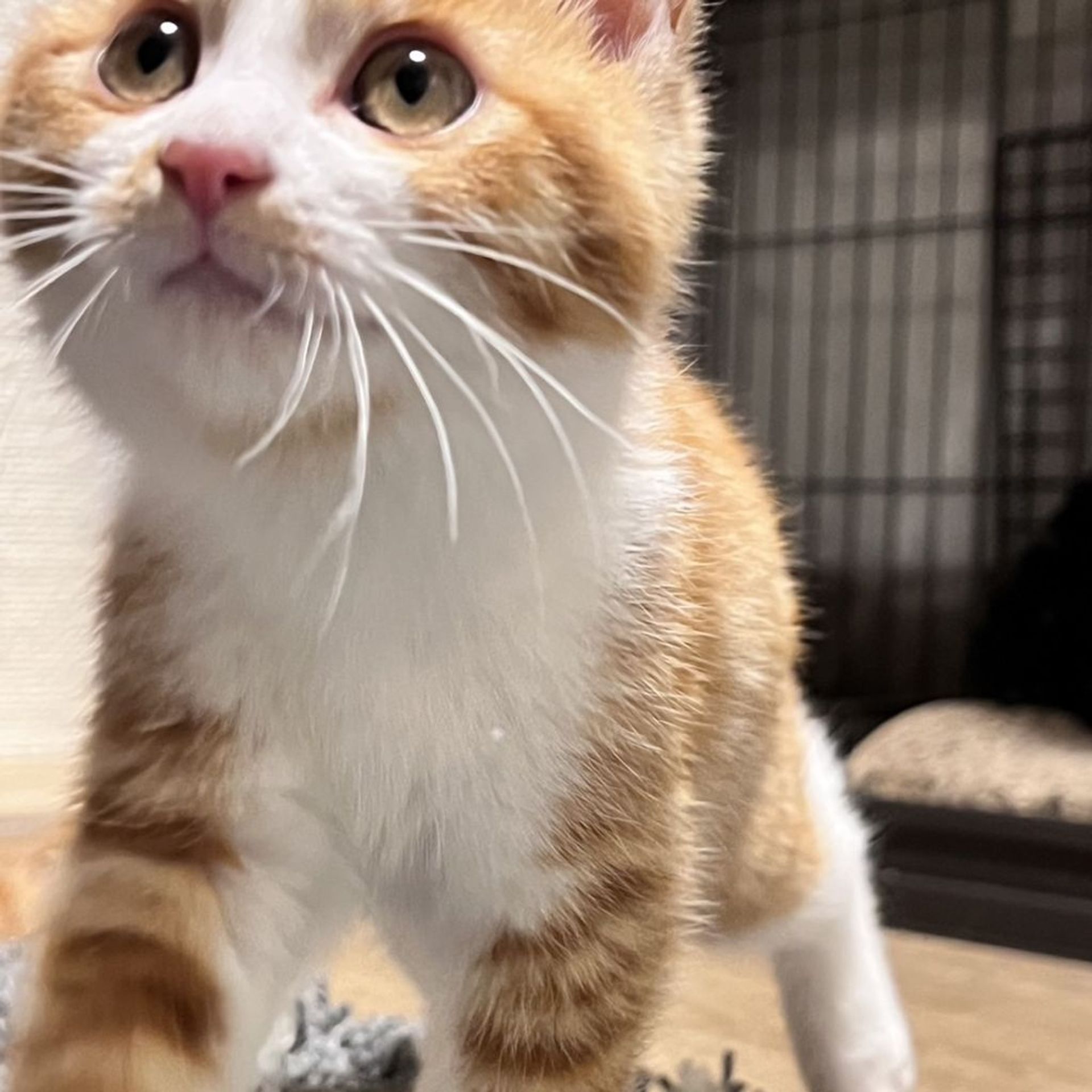 雑種（ミックス猫）・オスの里親募集の写真