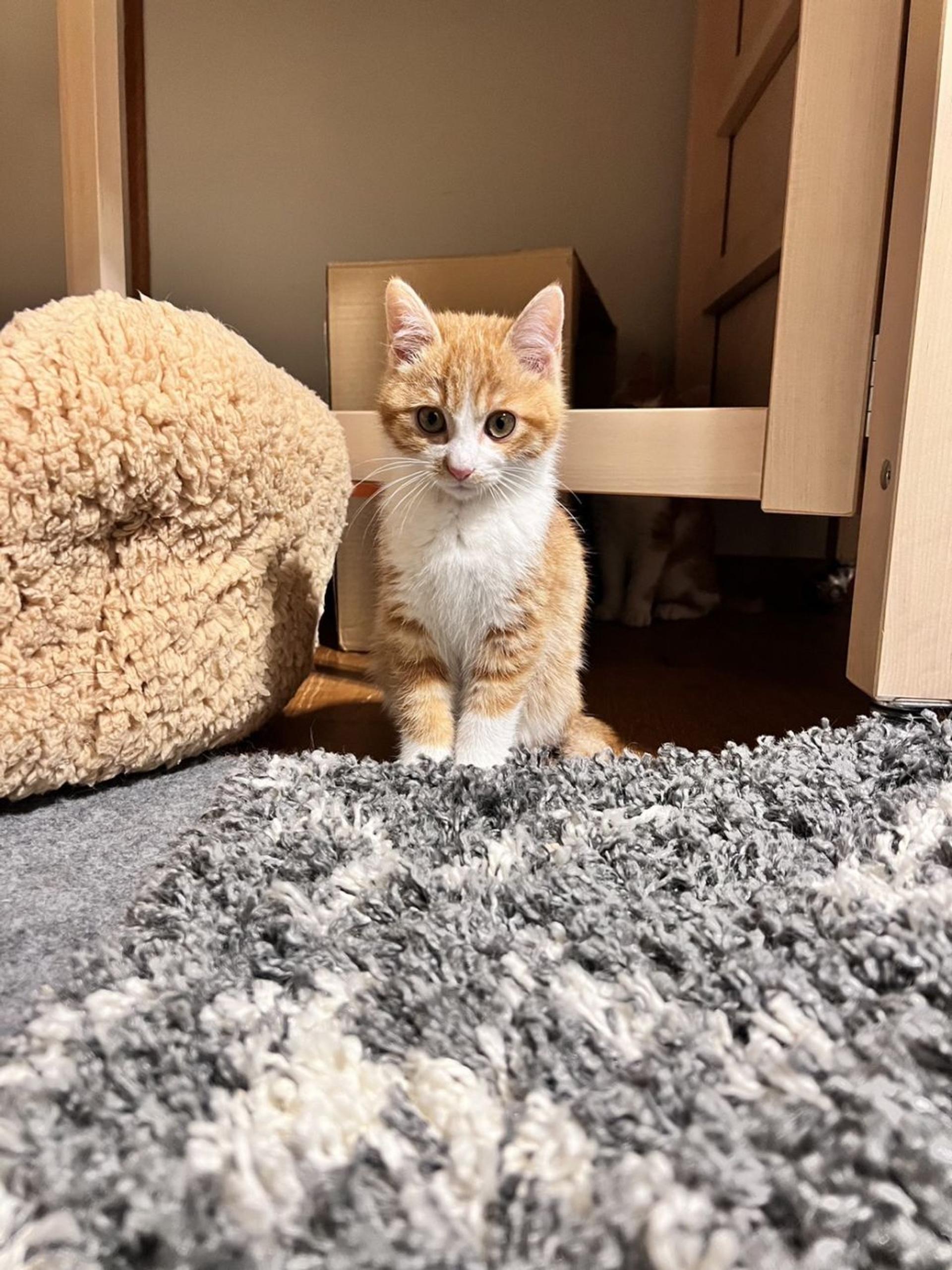 pet-image-6