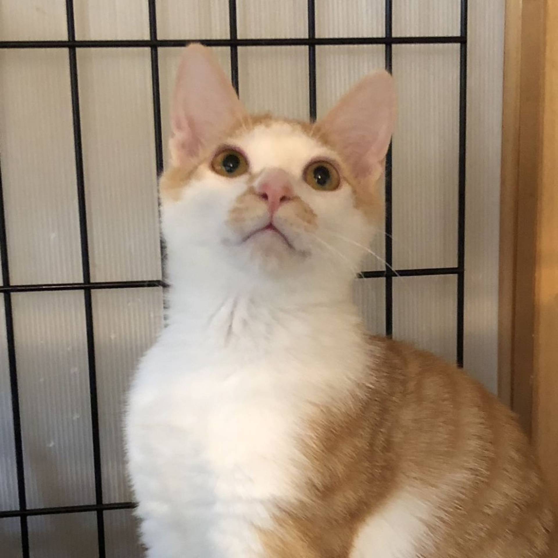 雑種（ミックス猫）・オスの里親募集の写真