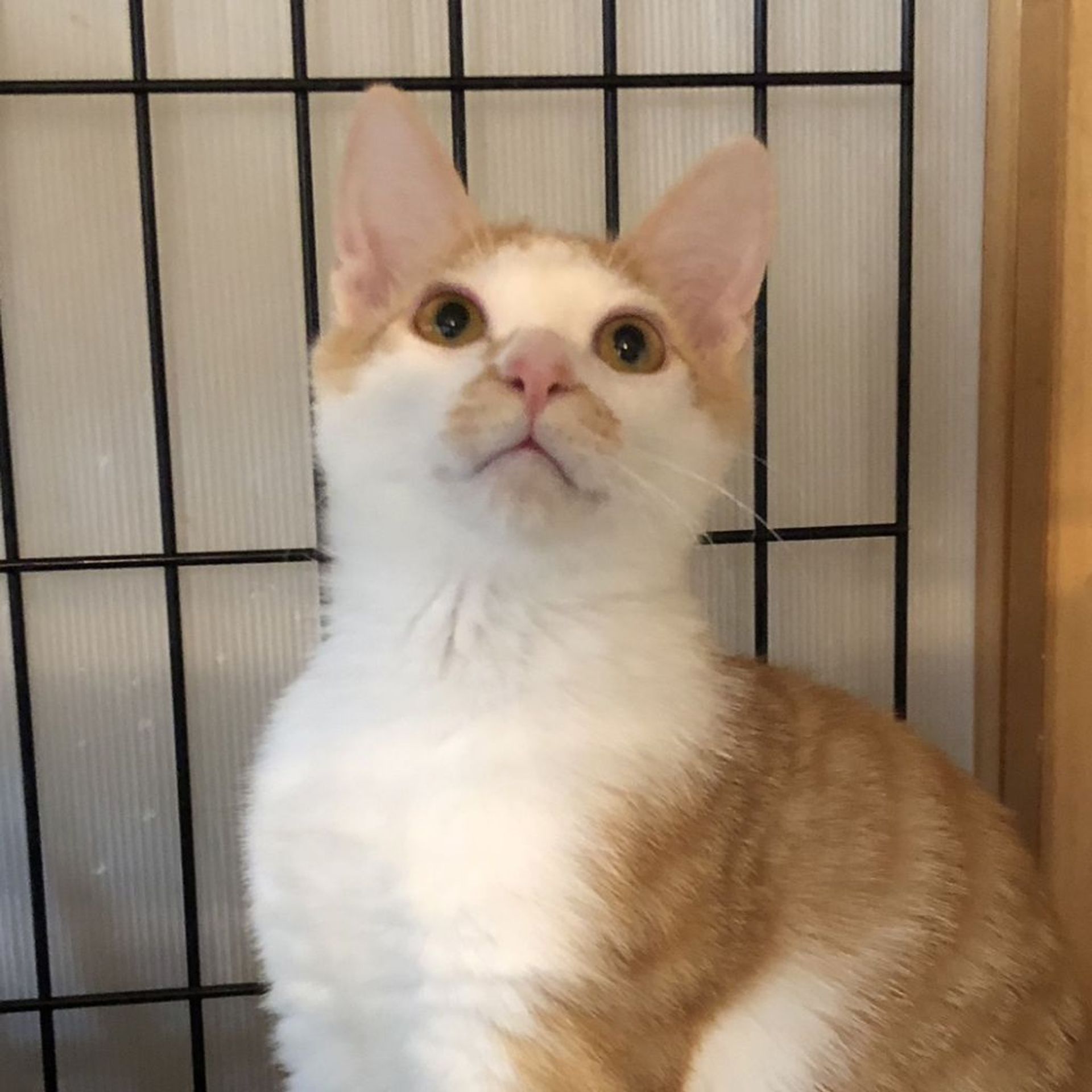 雑種（ミックス猫）・オスの里親募集の写真