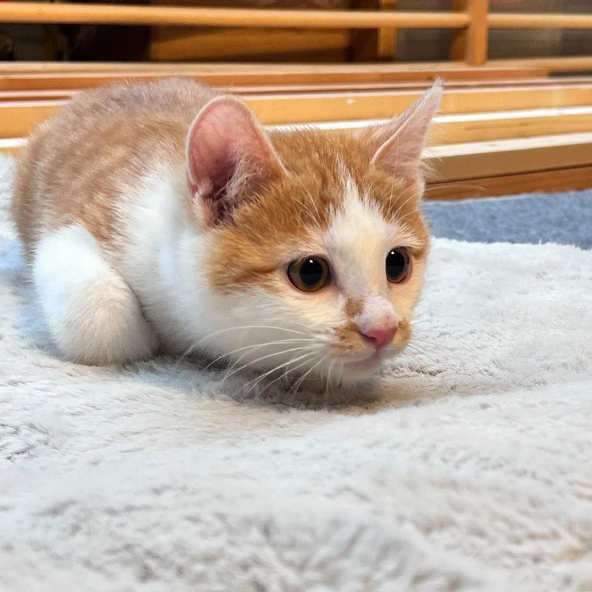 pet-image-3