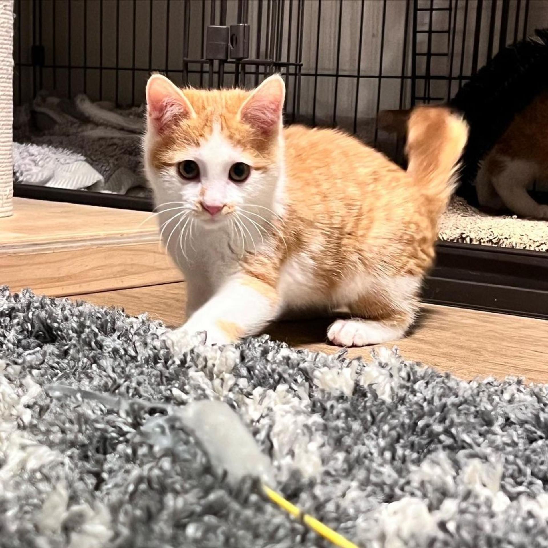 pet-image-4