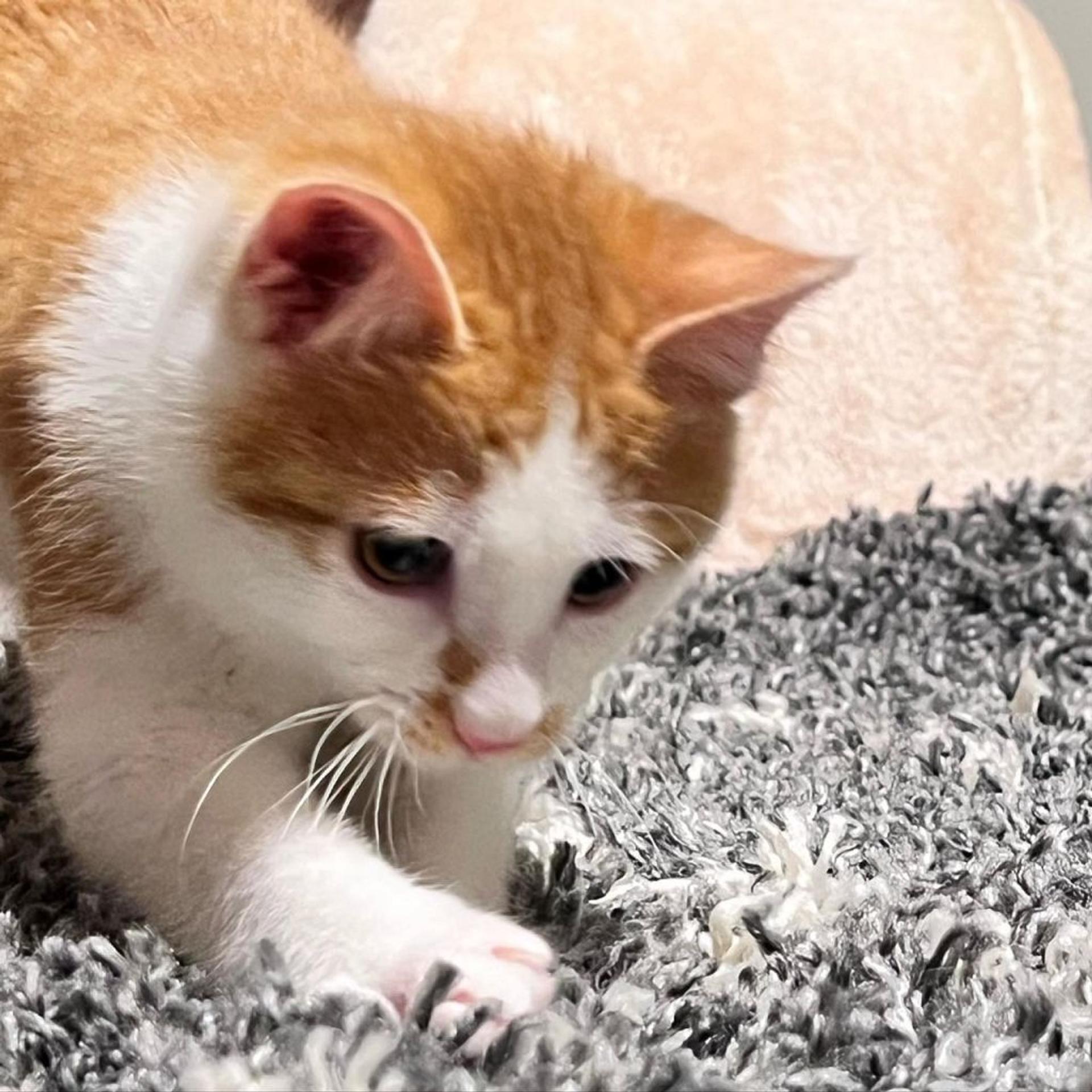 pet-image-9