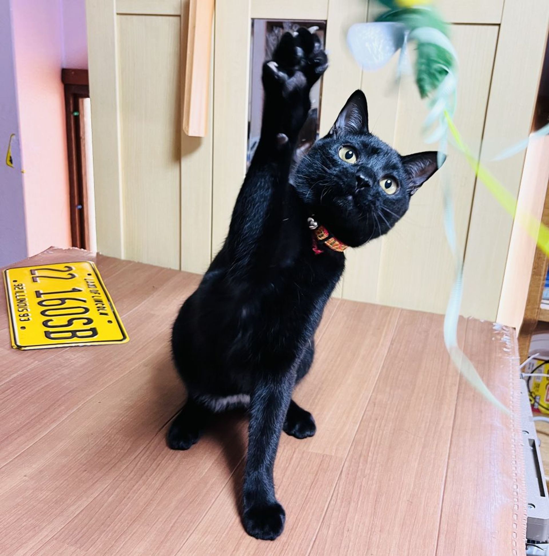 雑種（ミックス猫）・オスの里親募集の写真