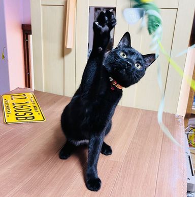 あんこの写真