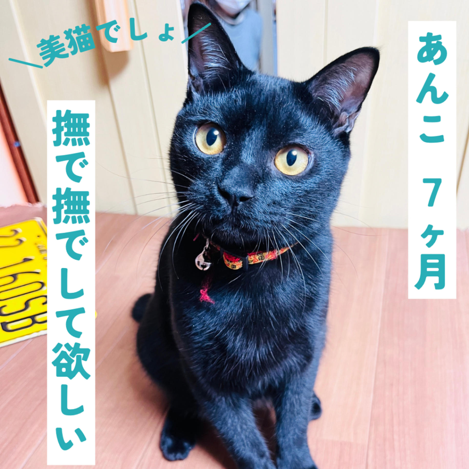 pet-image-2