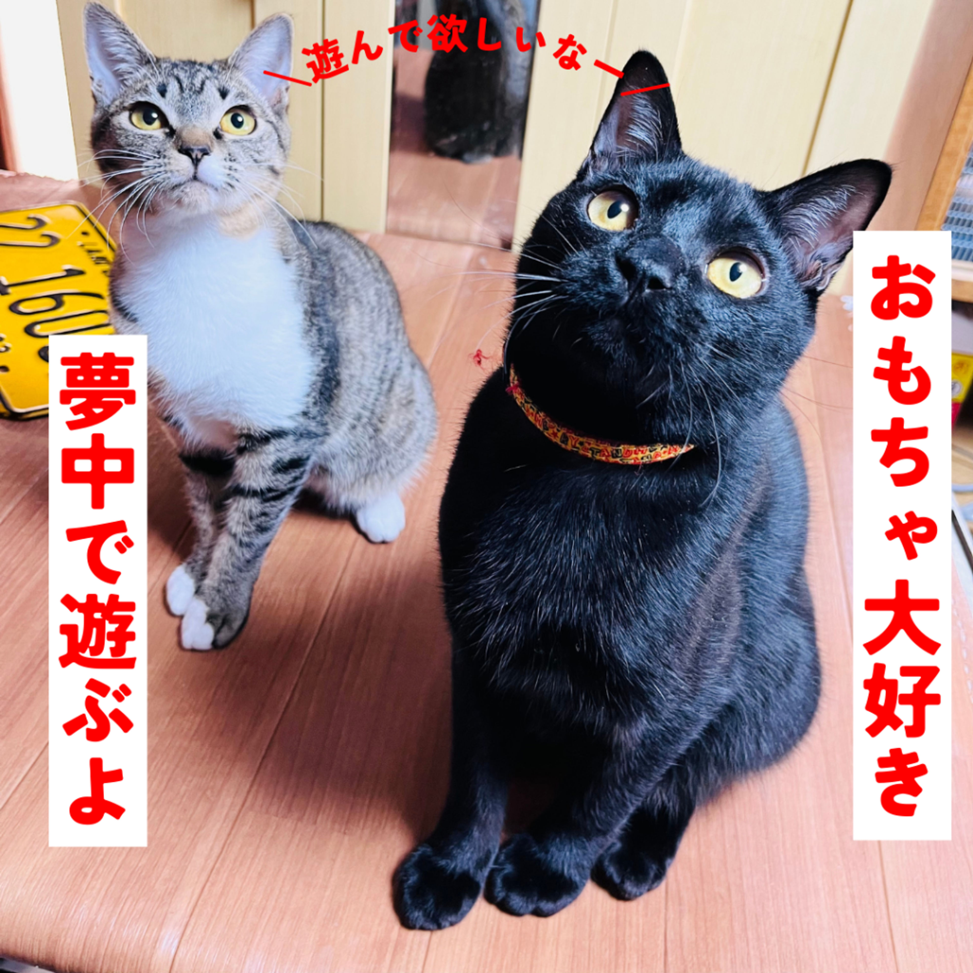 pet-image-3