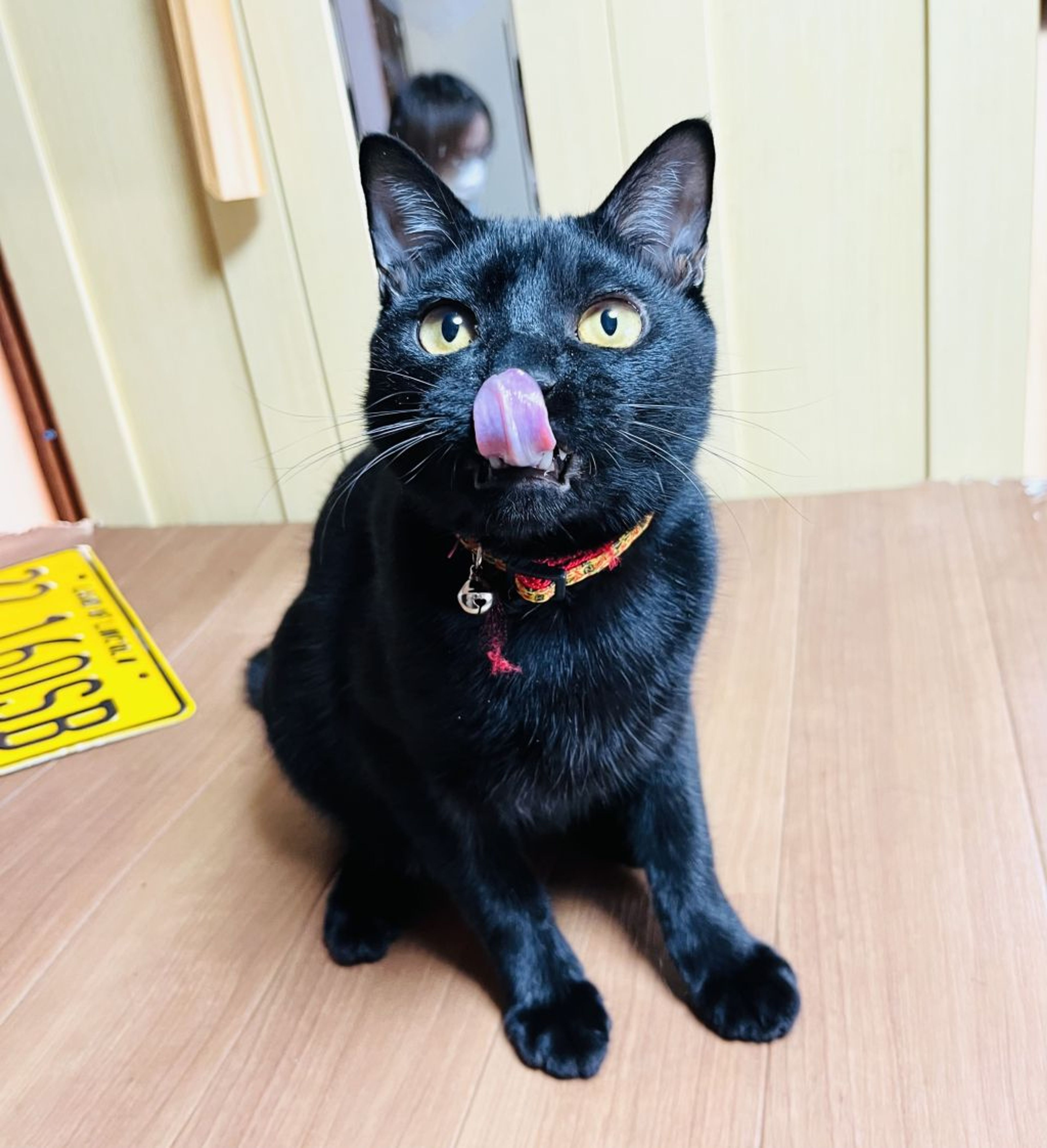 pet-image-7