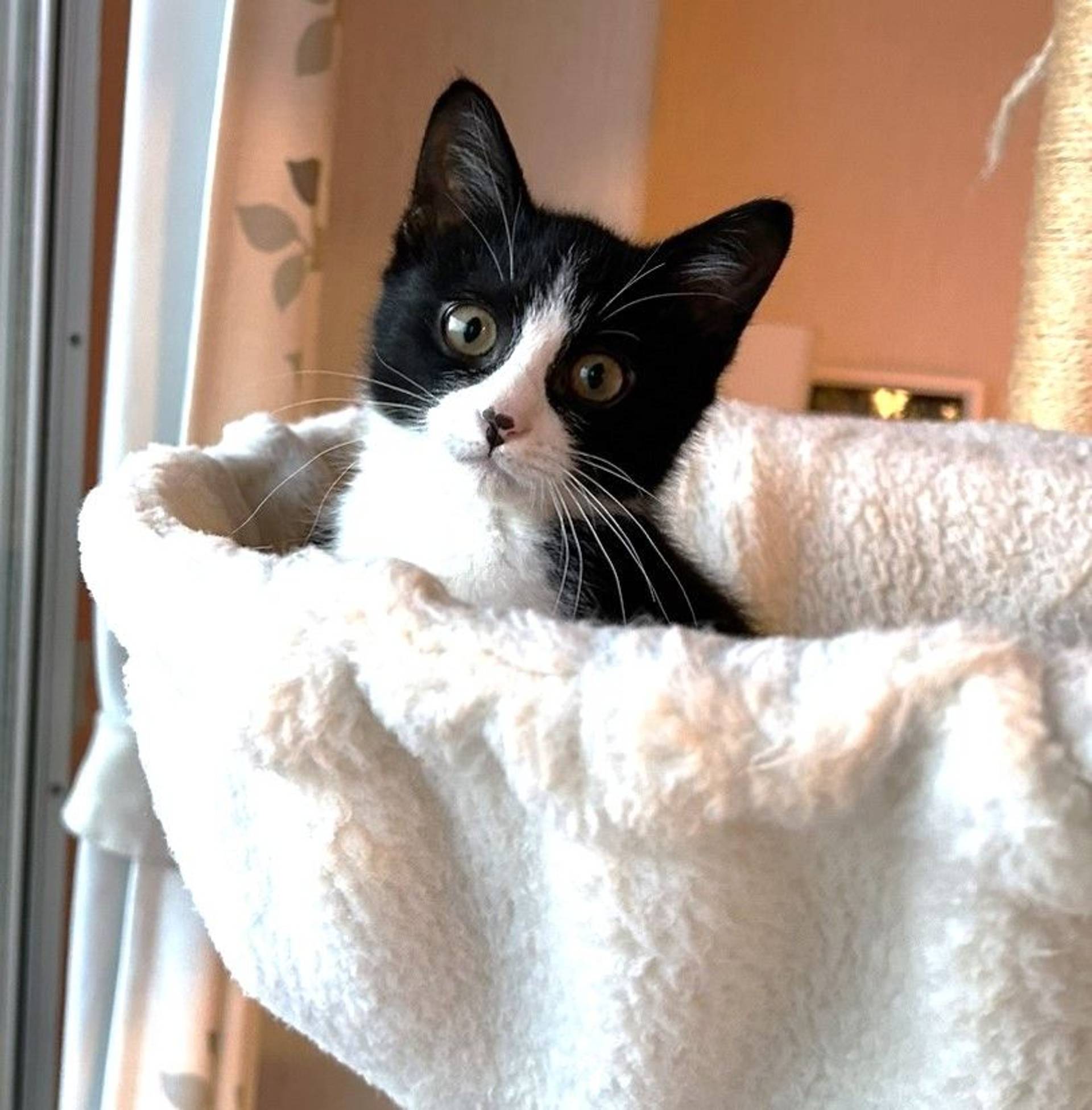 雑種（ミックス猫）・オスの里親募集の写真