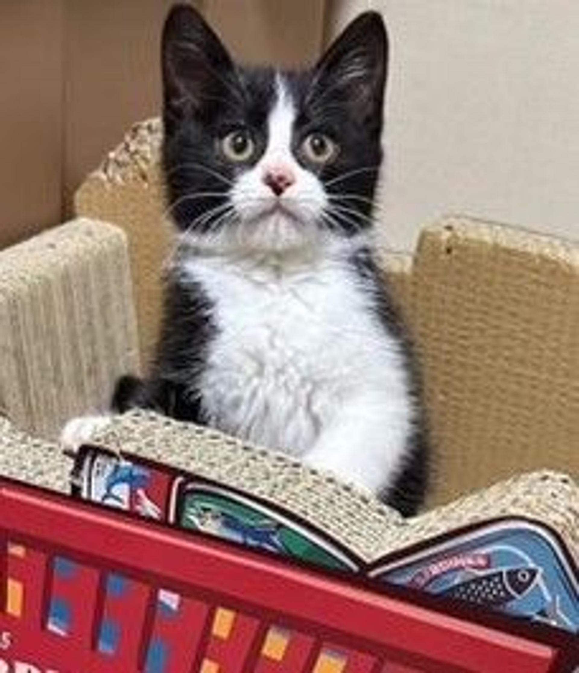 pet-image-3