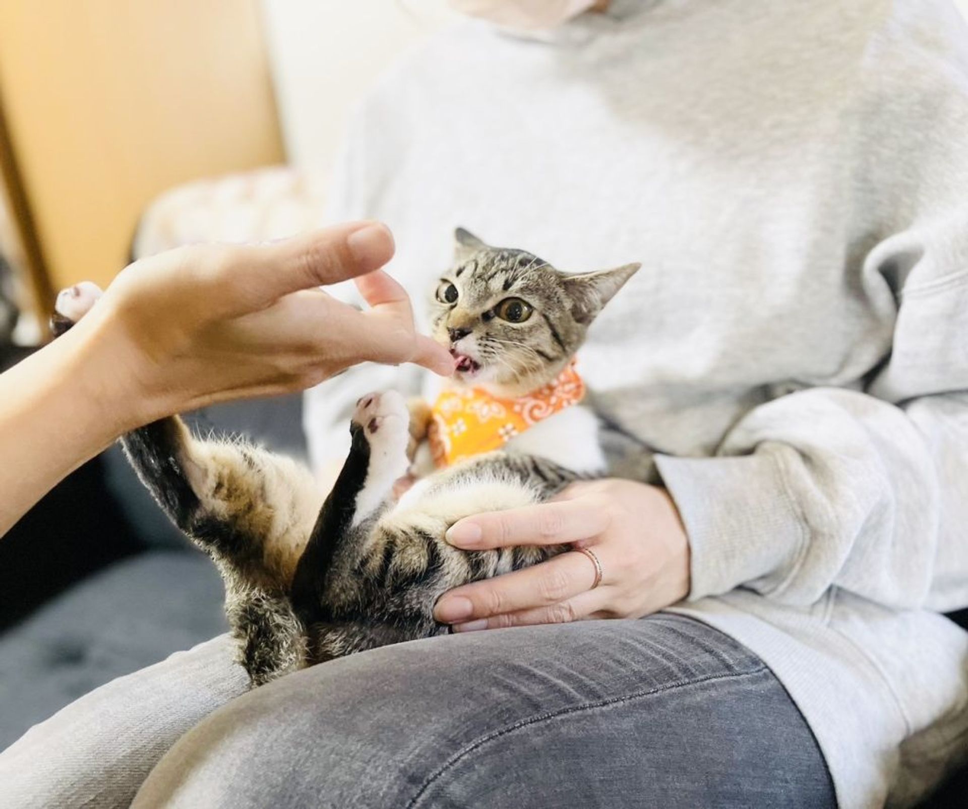 雑種（ミックス猫）・メスの里親募集の写真