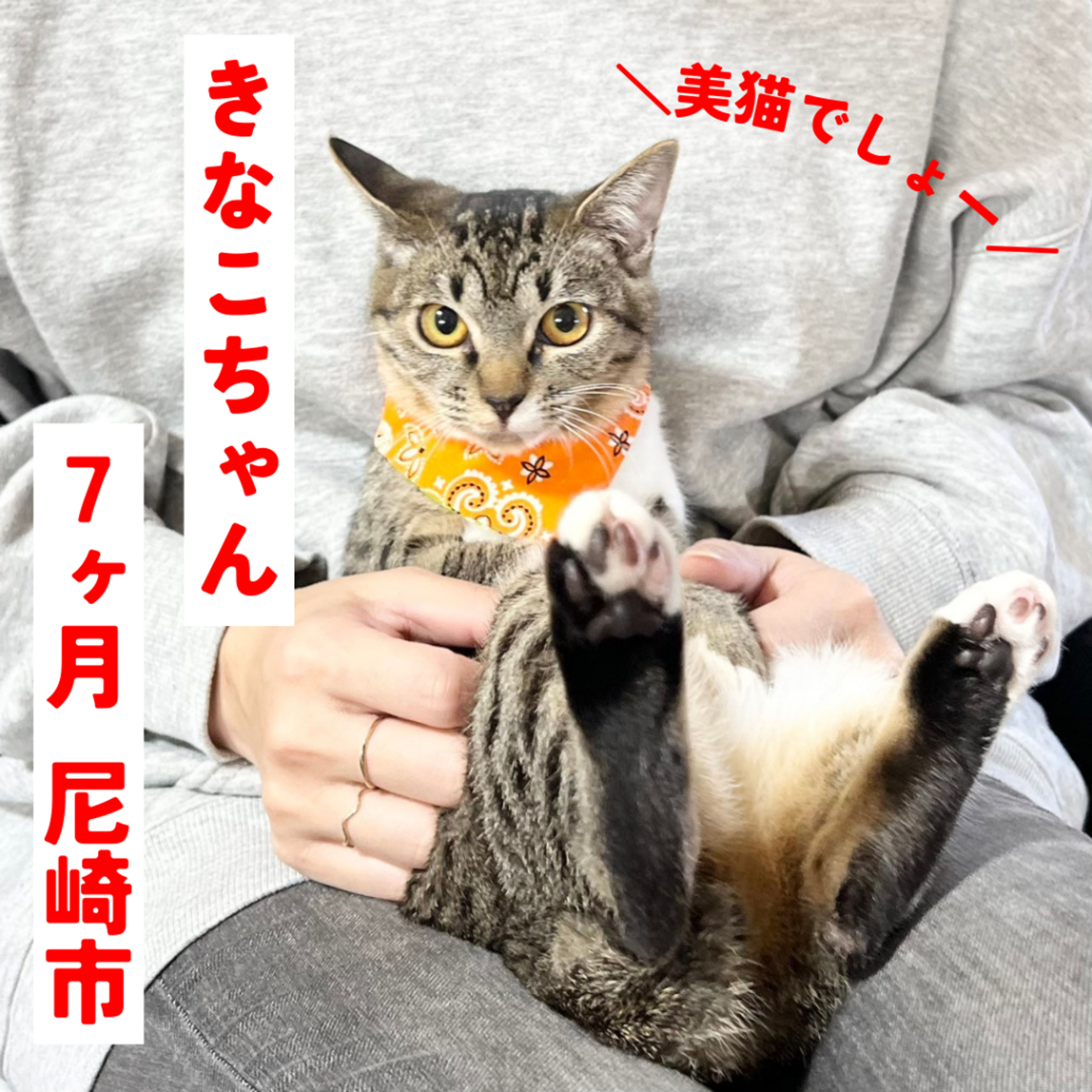 pet-image-2