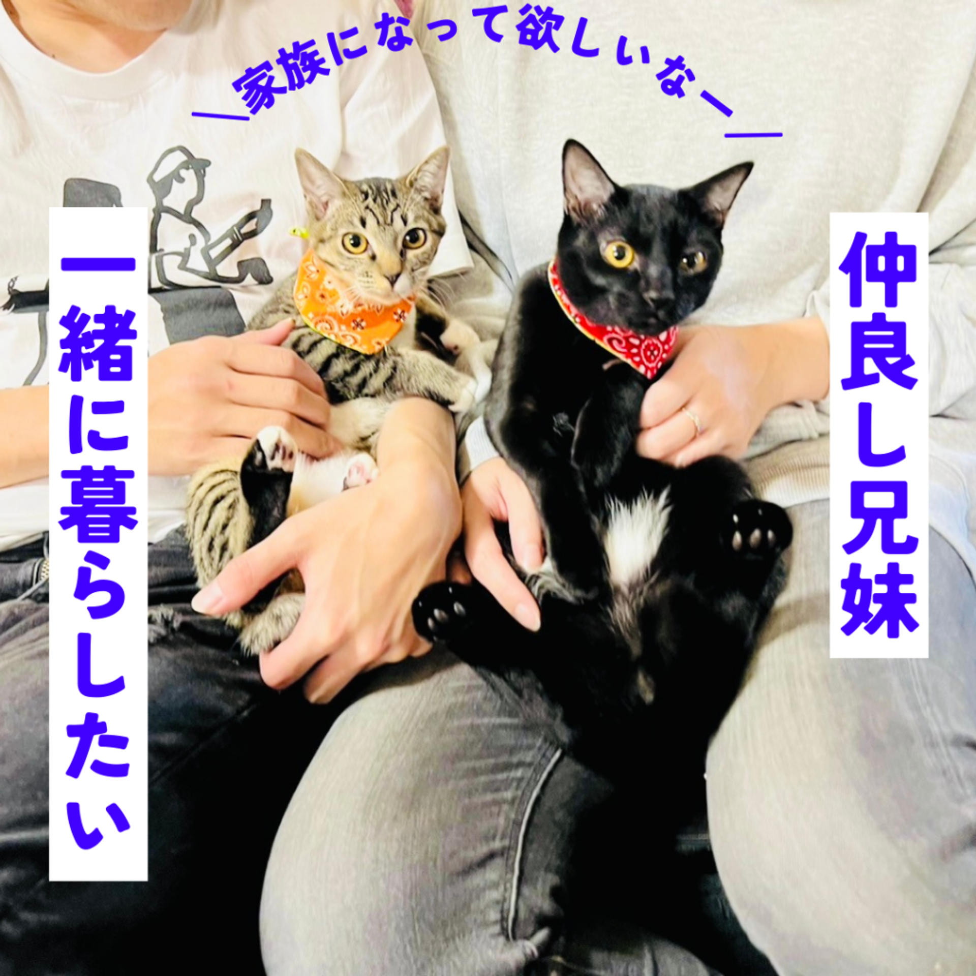pet-image-4
