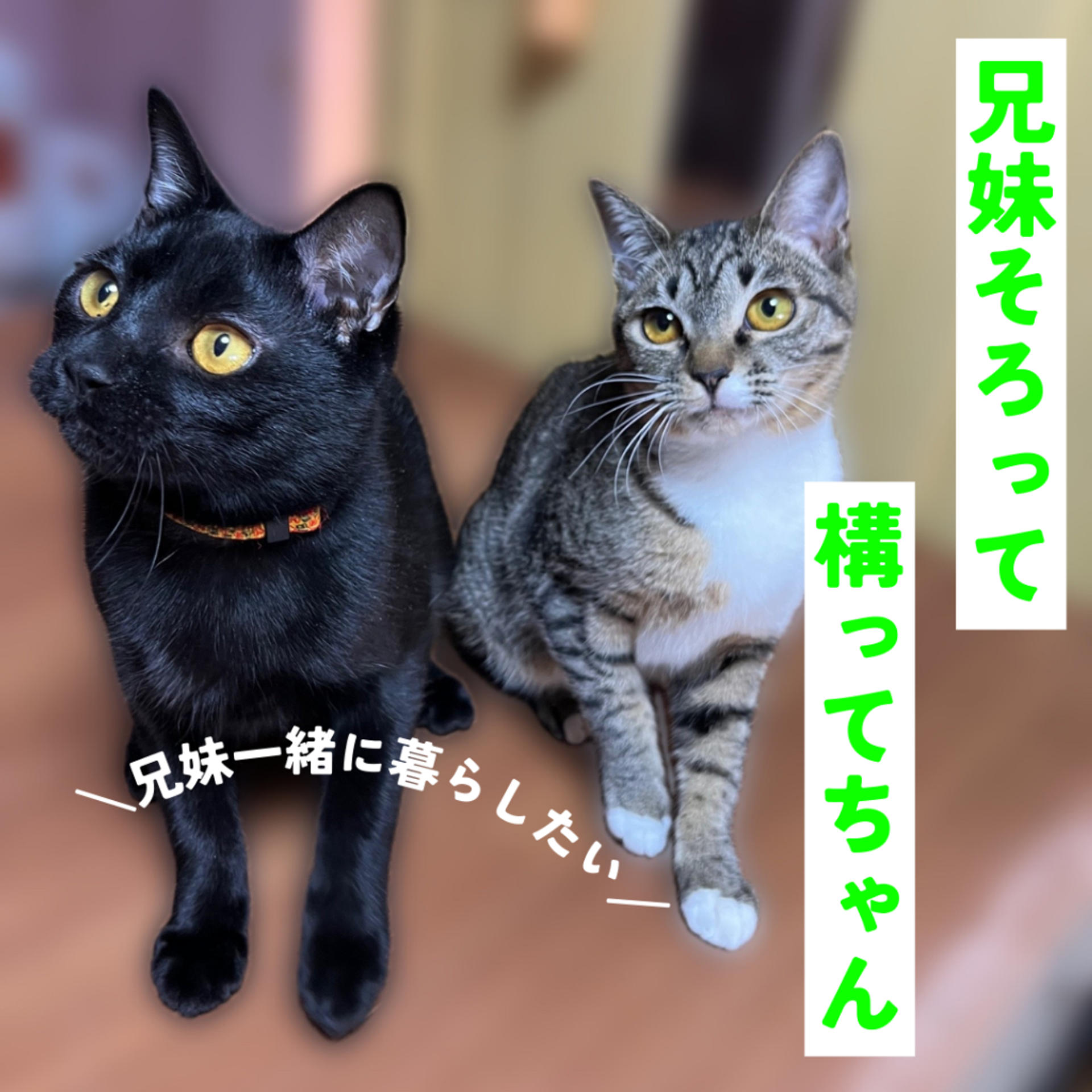 pet-image-5
