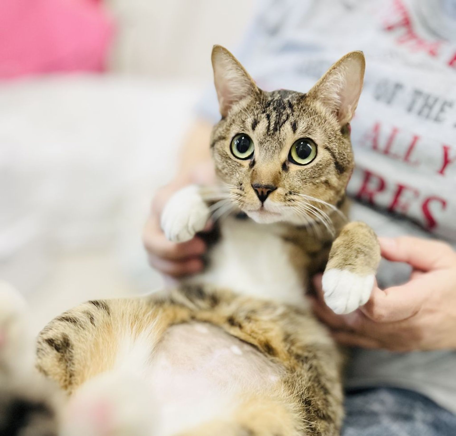 雑種（ミックス猫）・オスの里親募集の写真