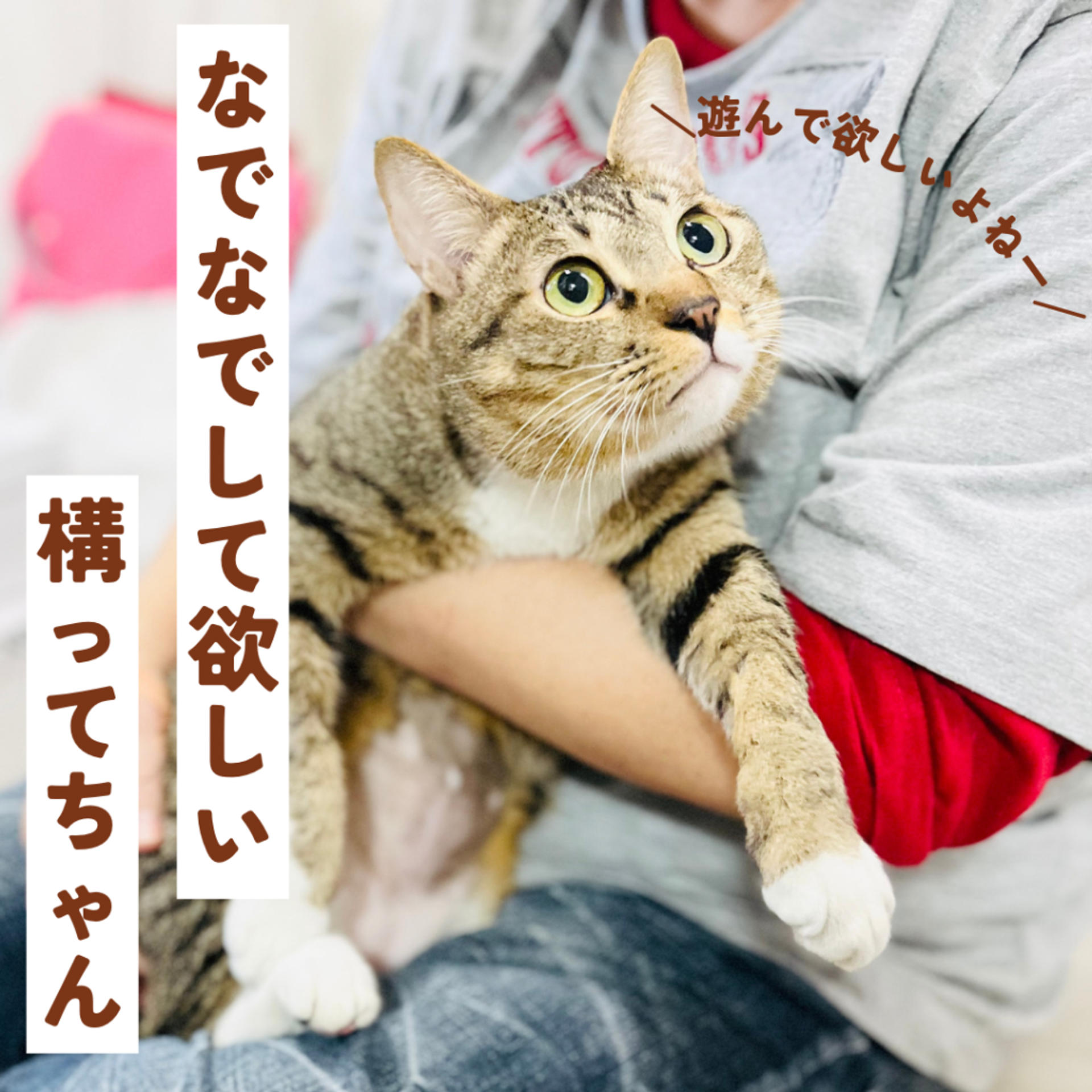 pet-image-3