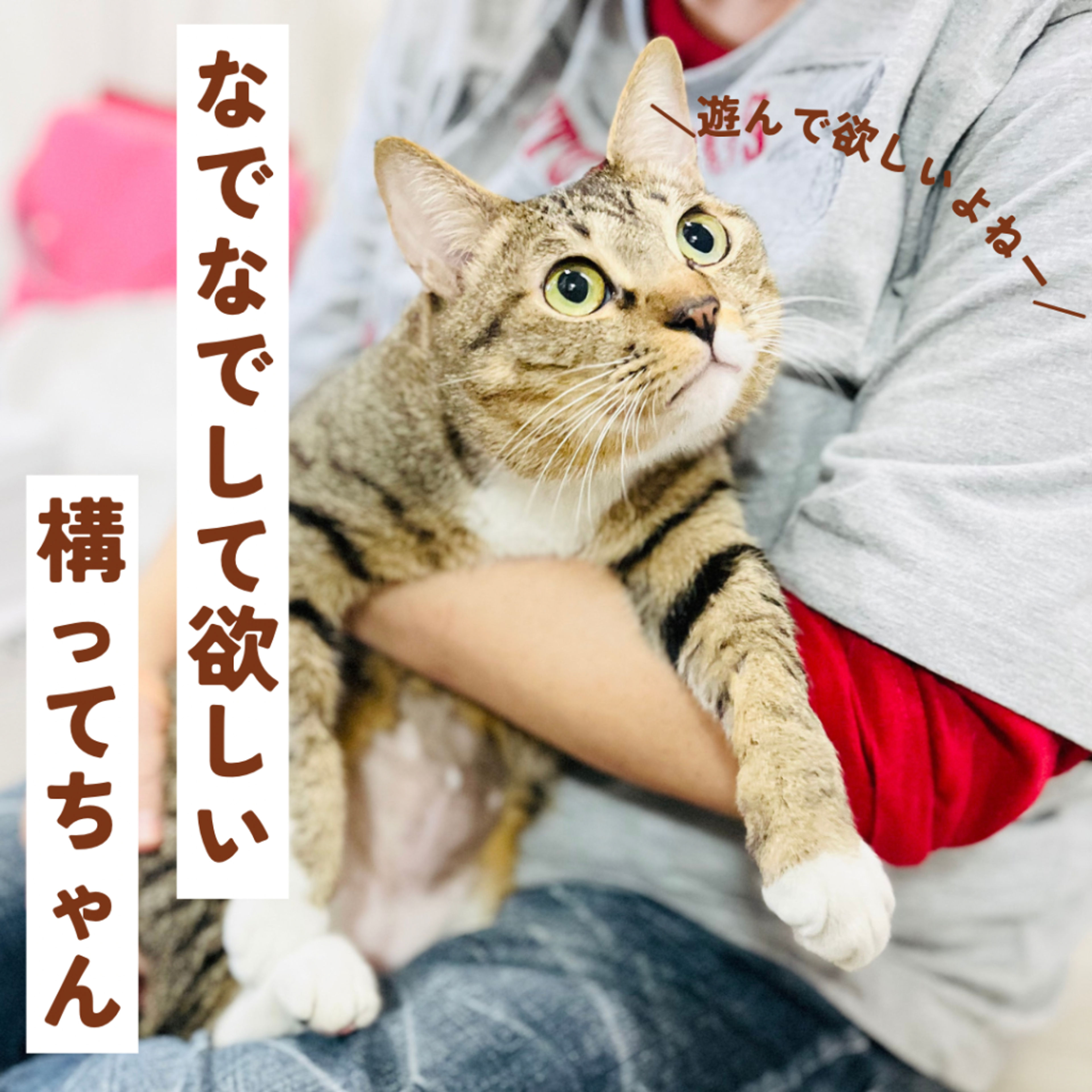 pet-image-3