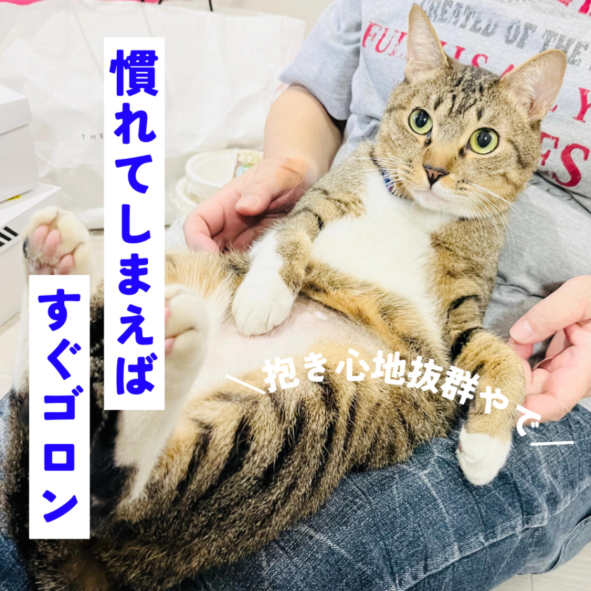 pet-image-4