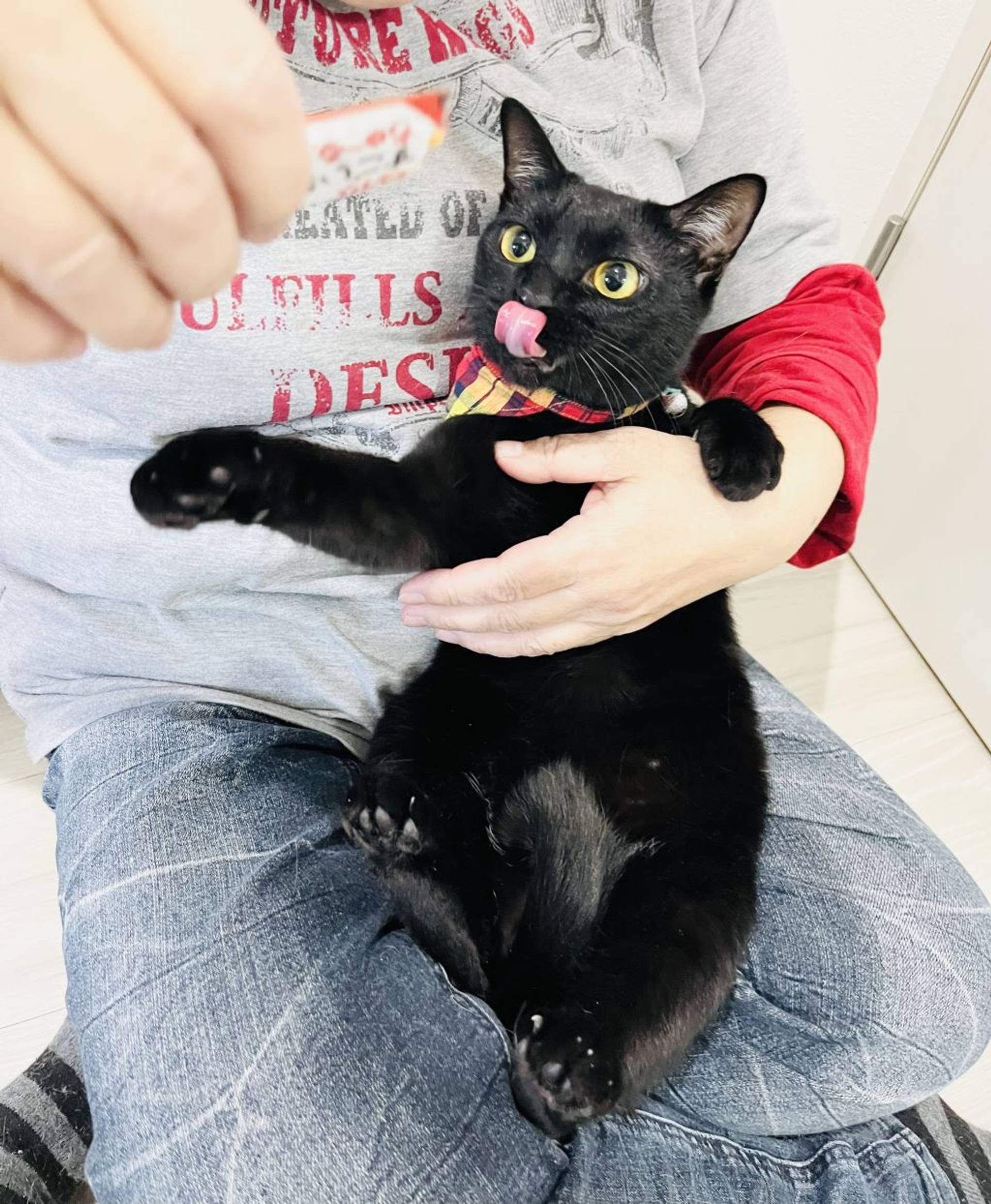 雑種（ミックス猫）・メスの里親募集の写真