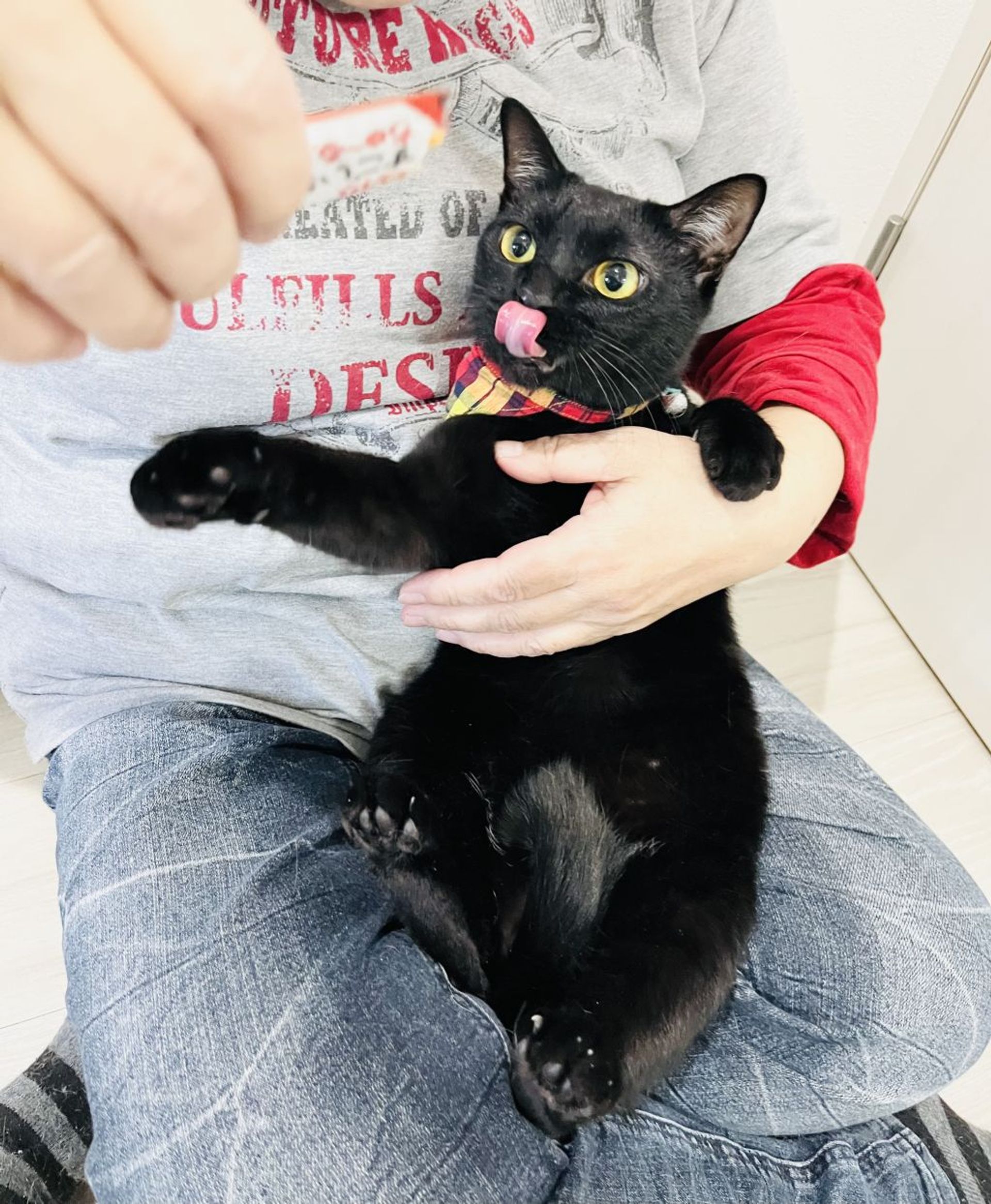 雑種（ミックス猫）・メスの里親募集の写真