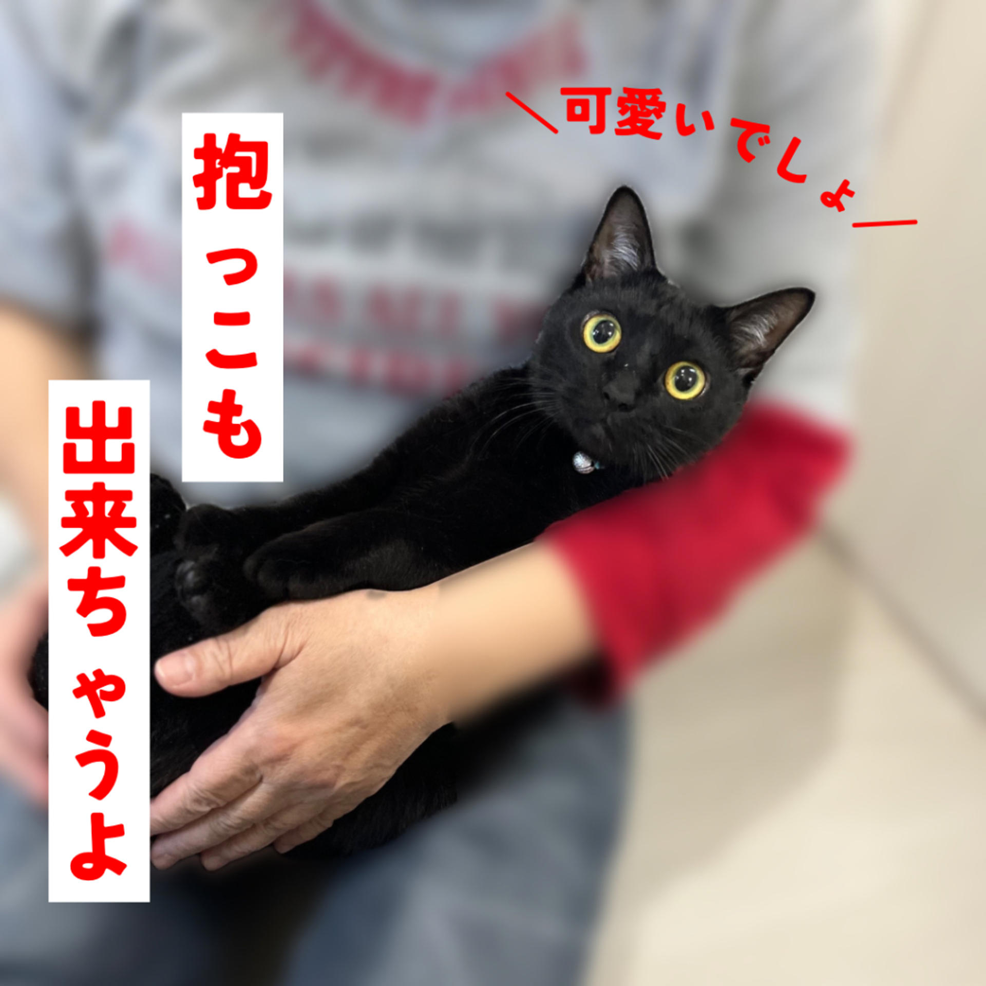 pet-image-4