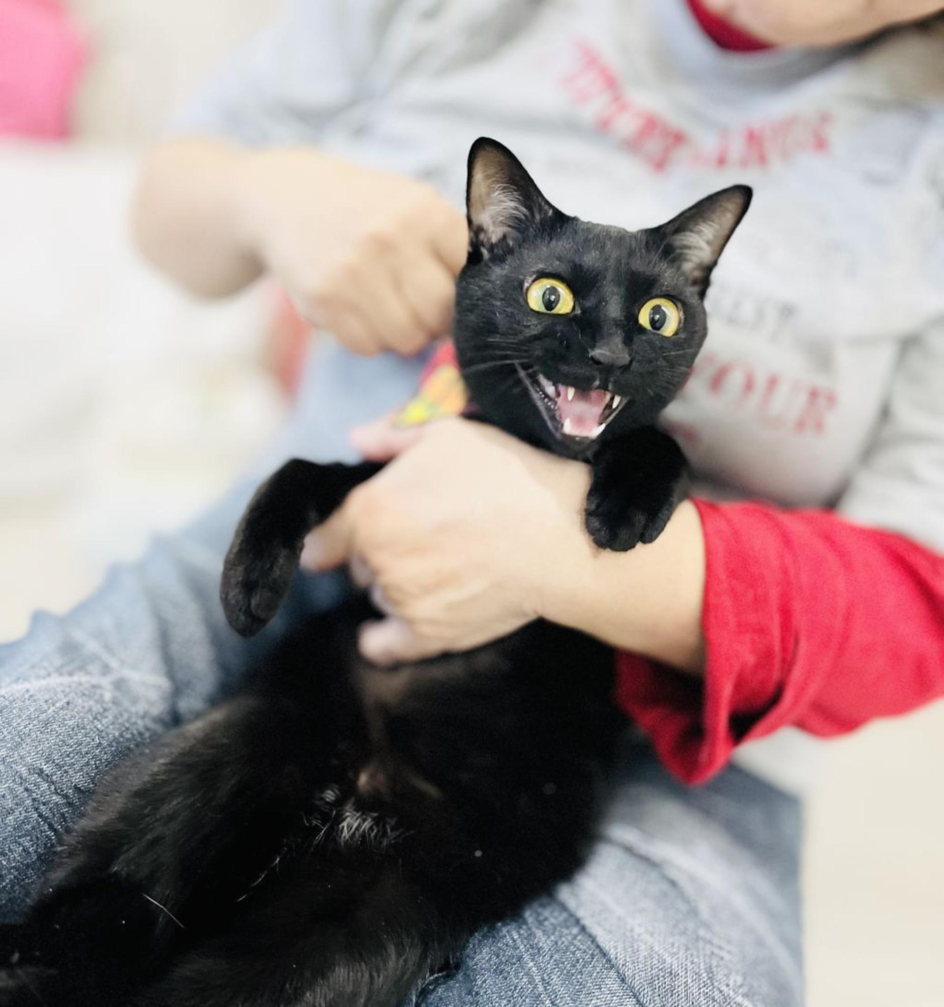 pet-image-5