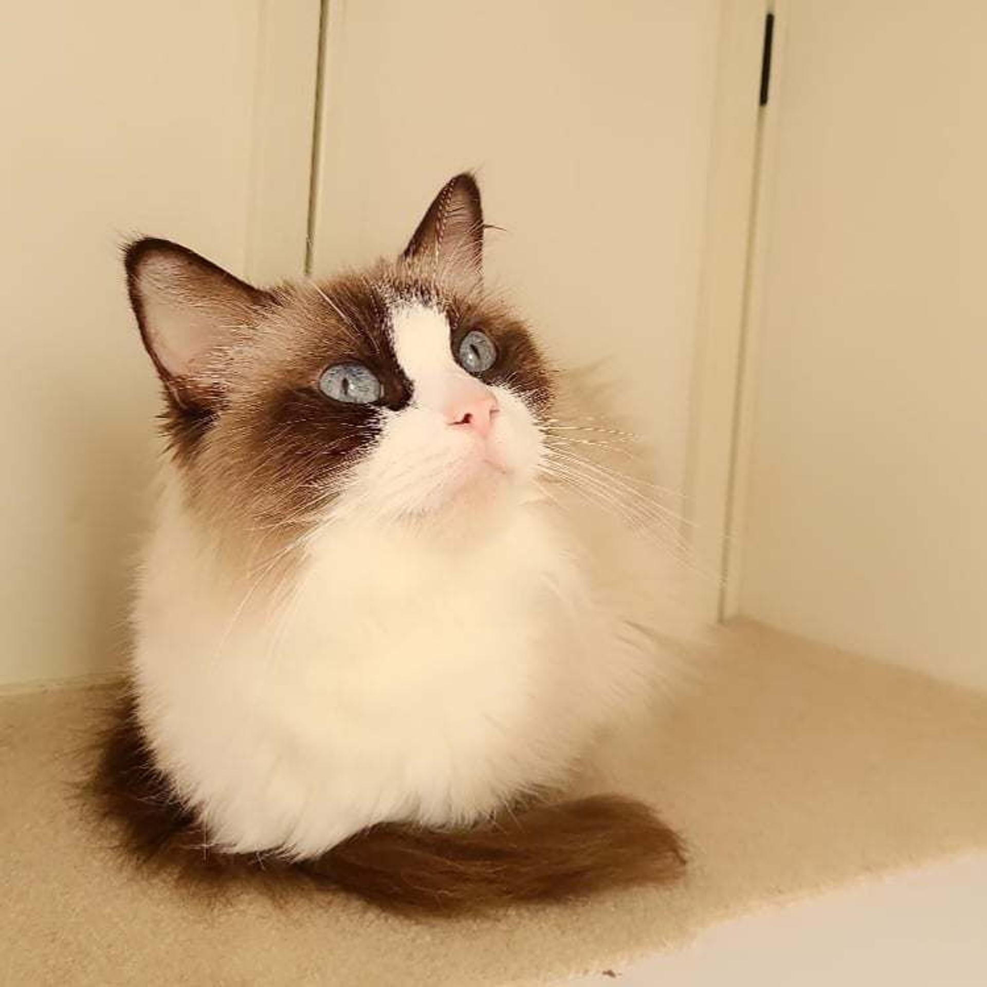 pet-image-3