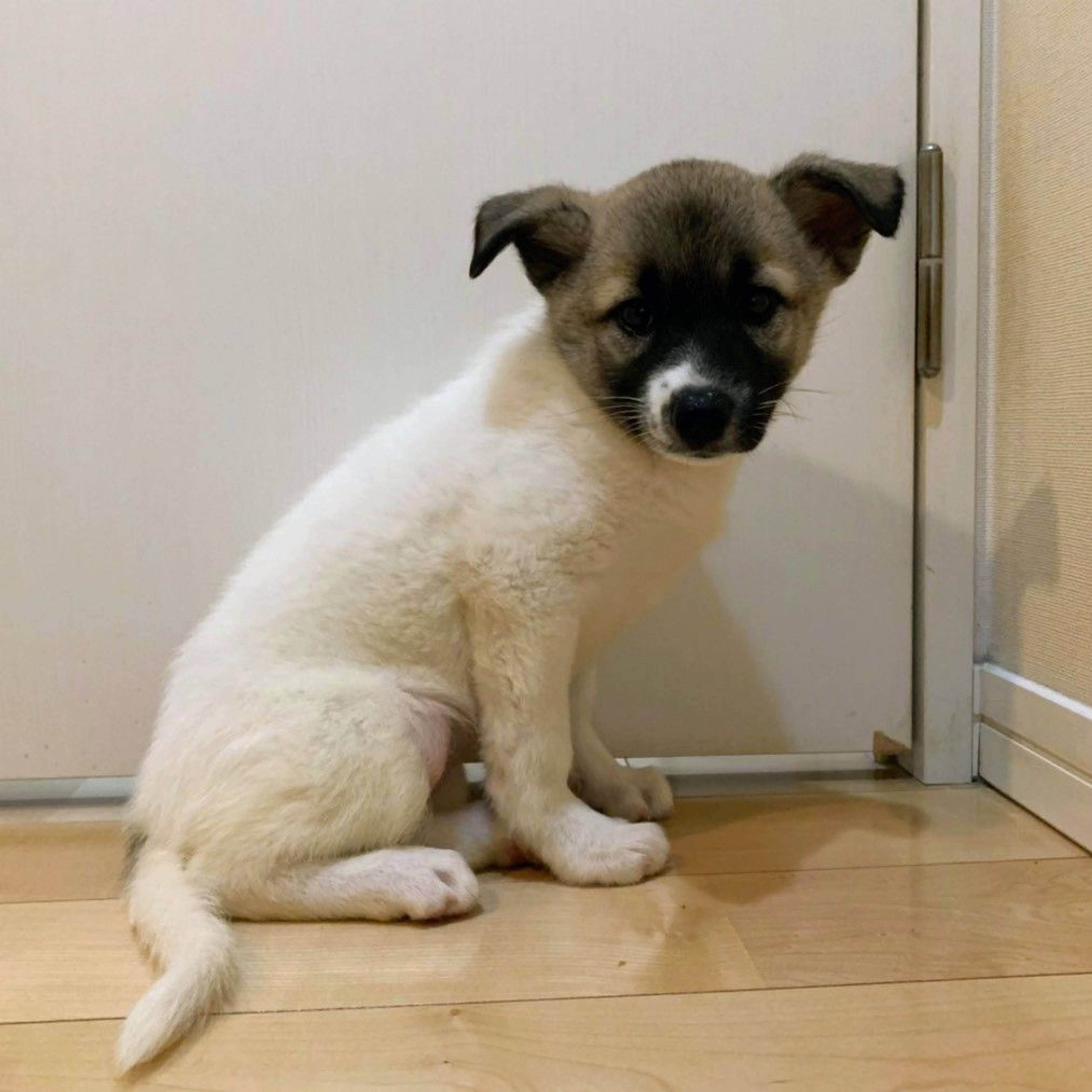 雑種（ミックス犬）・メスの里親募集の写真