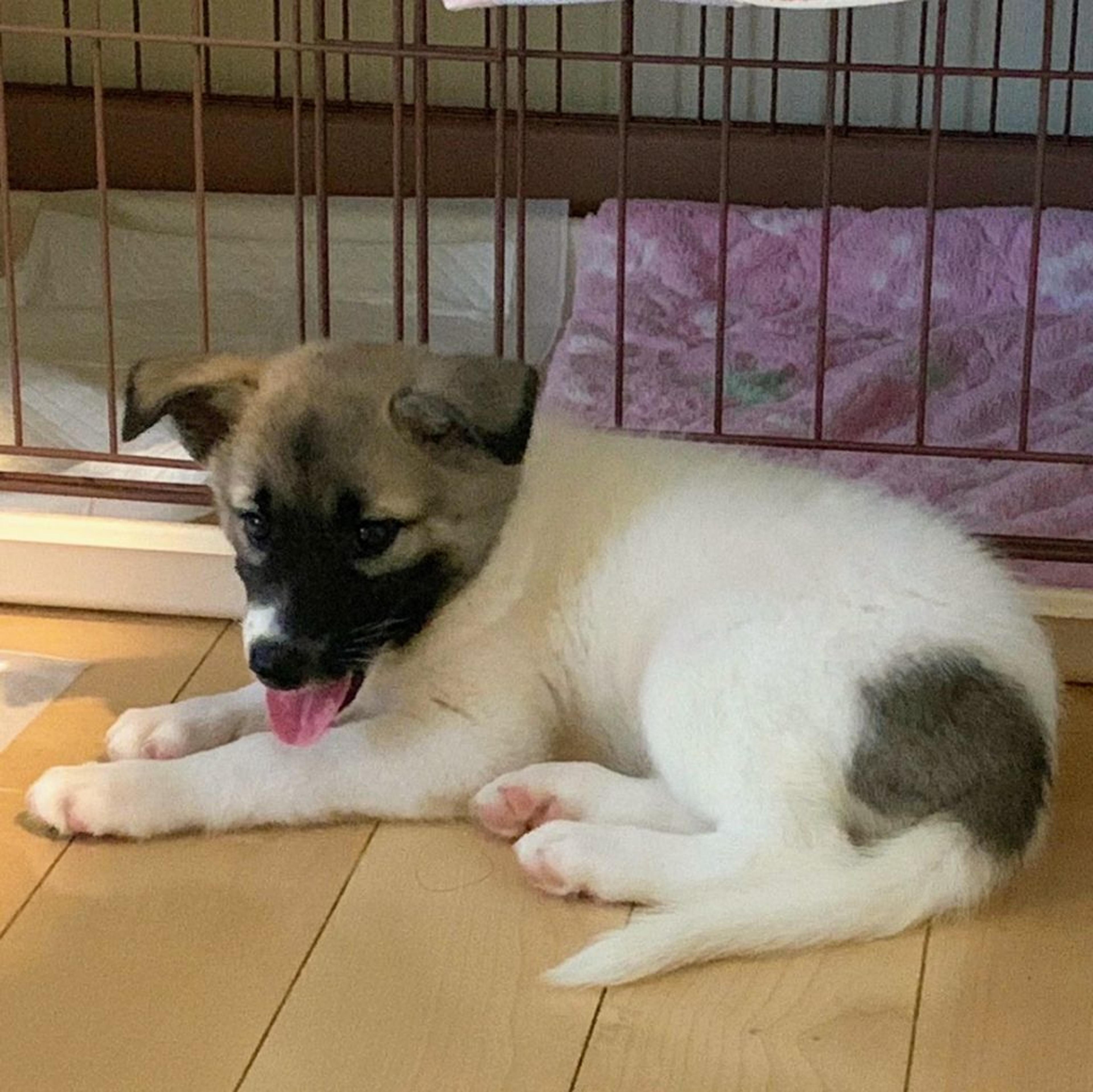 pet-image-2