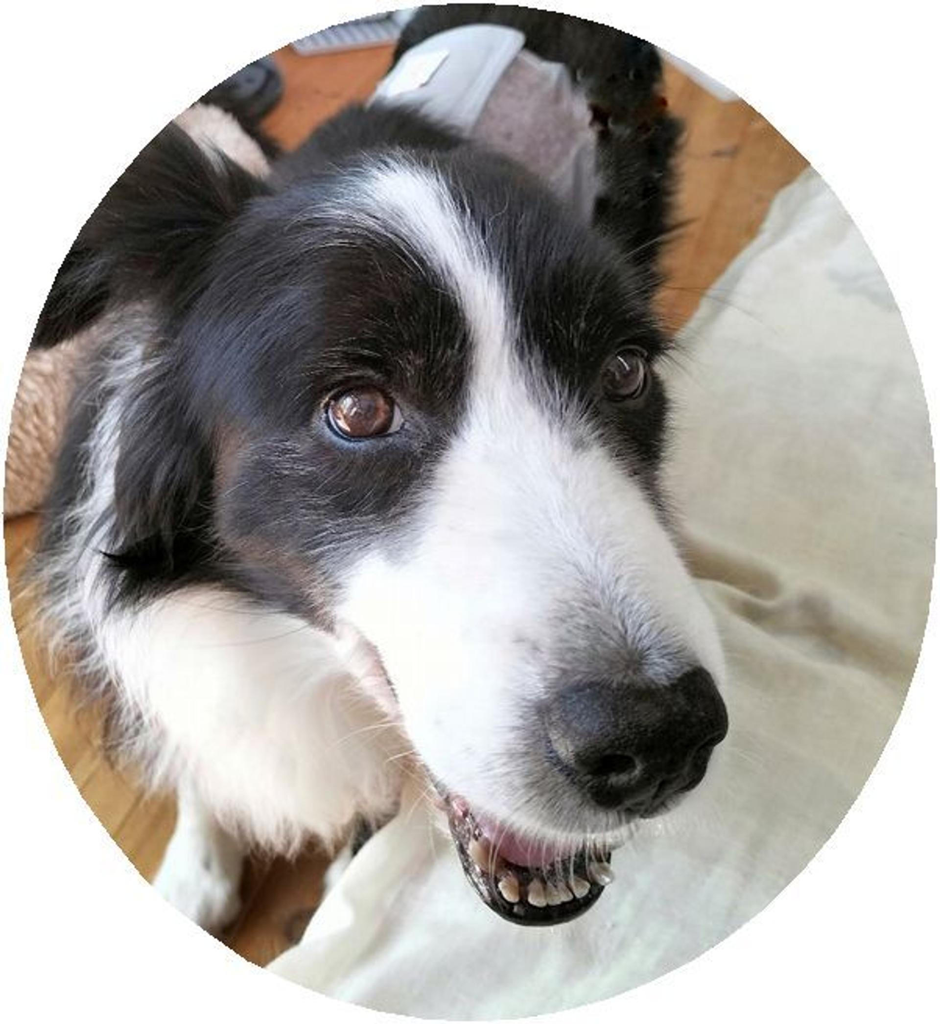 pet-image-3