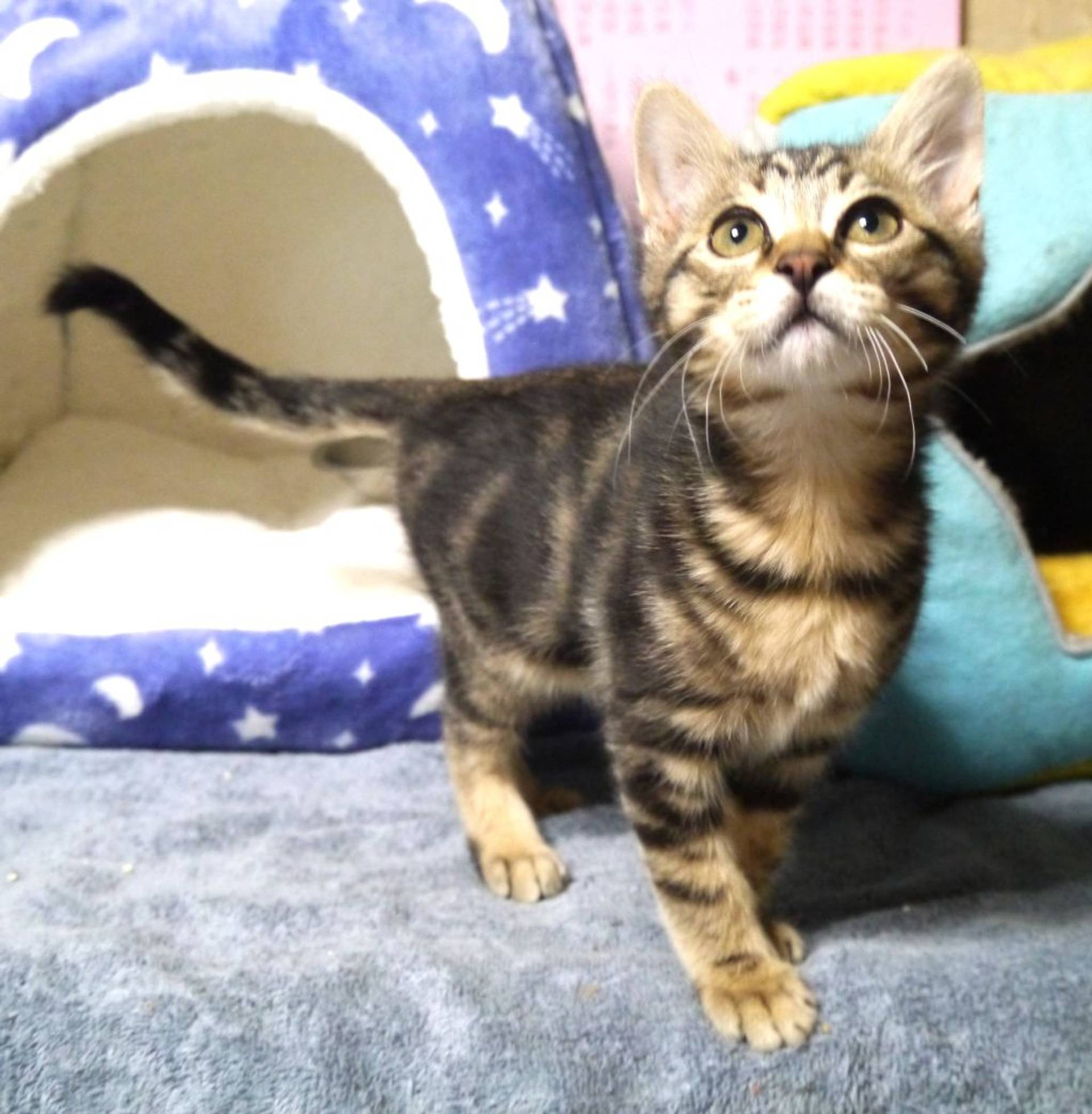 雑種（ミックス猫）・オスの里親募集の写真