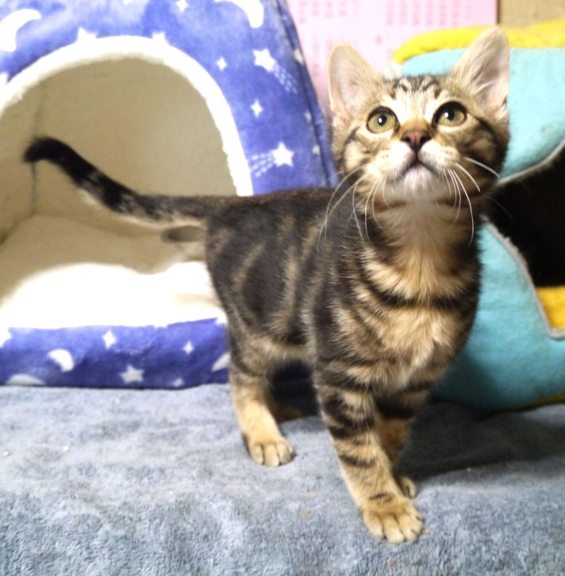 雑種（ミックス猫）・オスの里親募集の写真