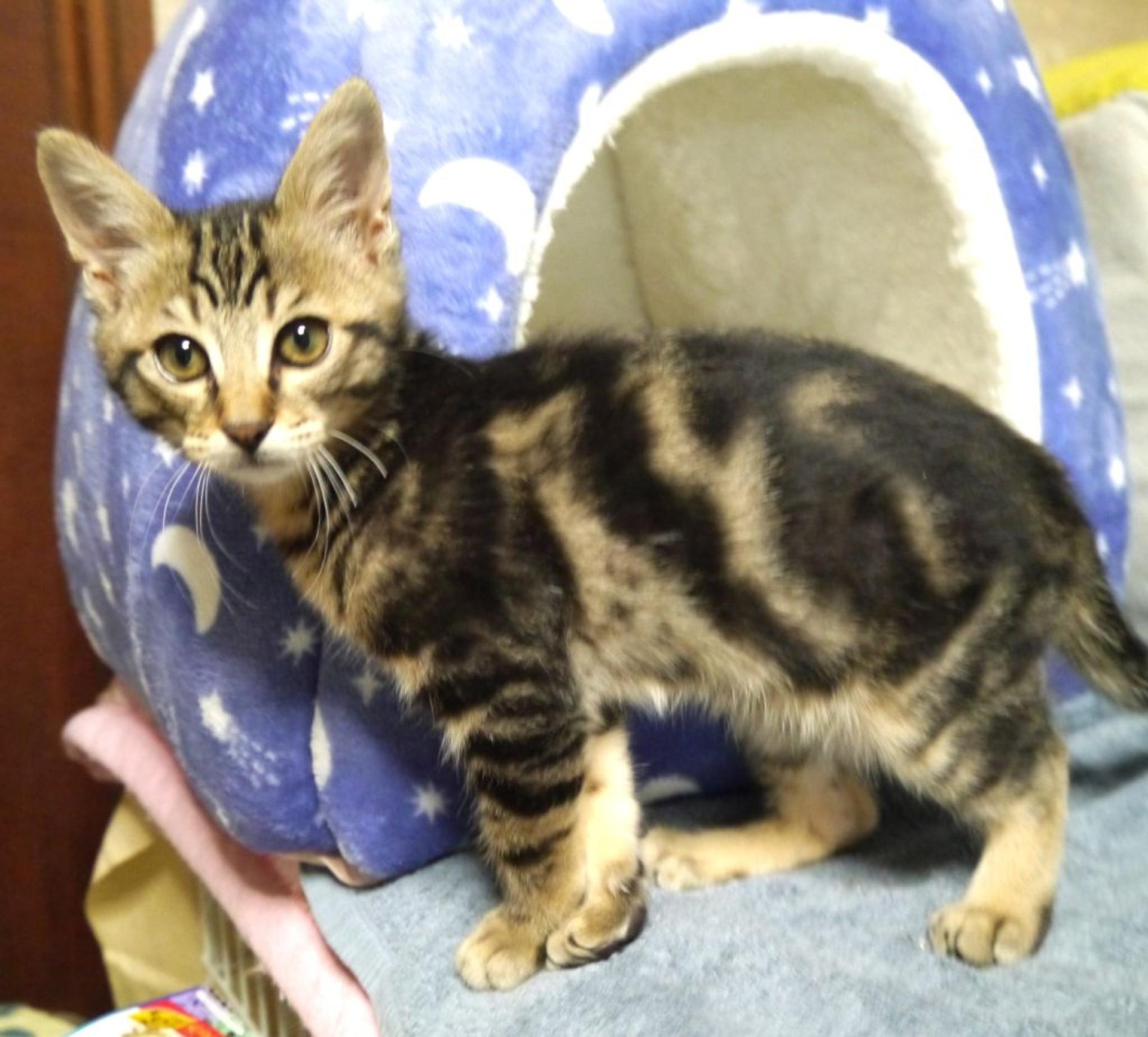 pet-image-3