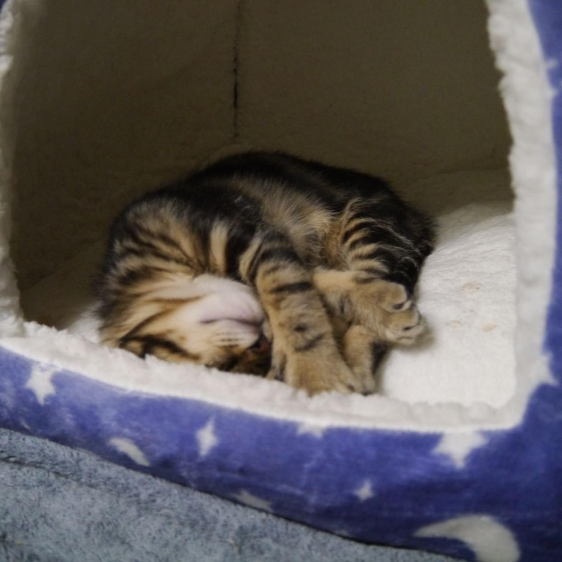 pet-image-7