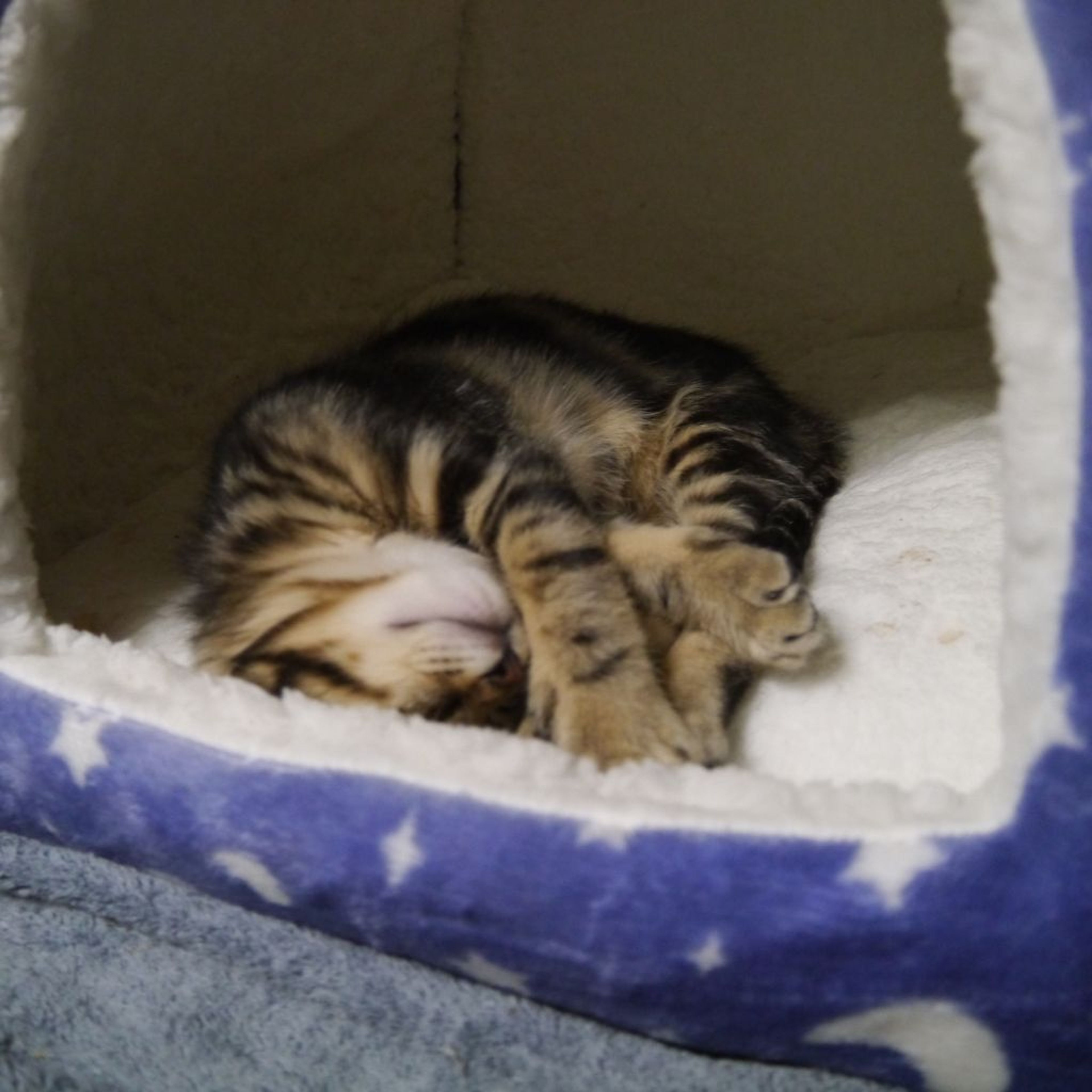 pet-image-7