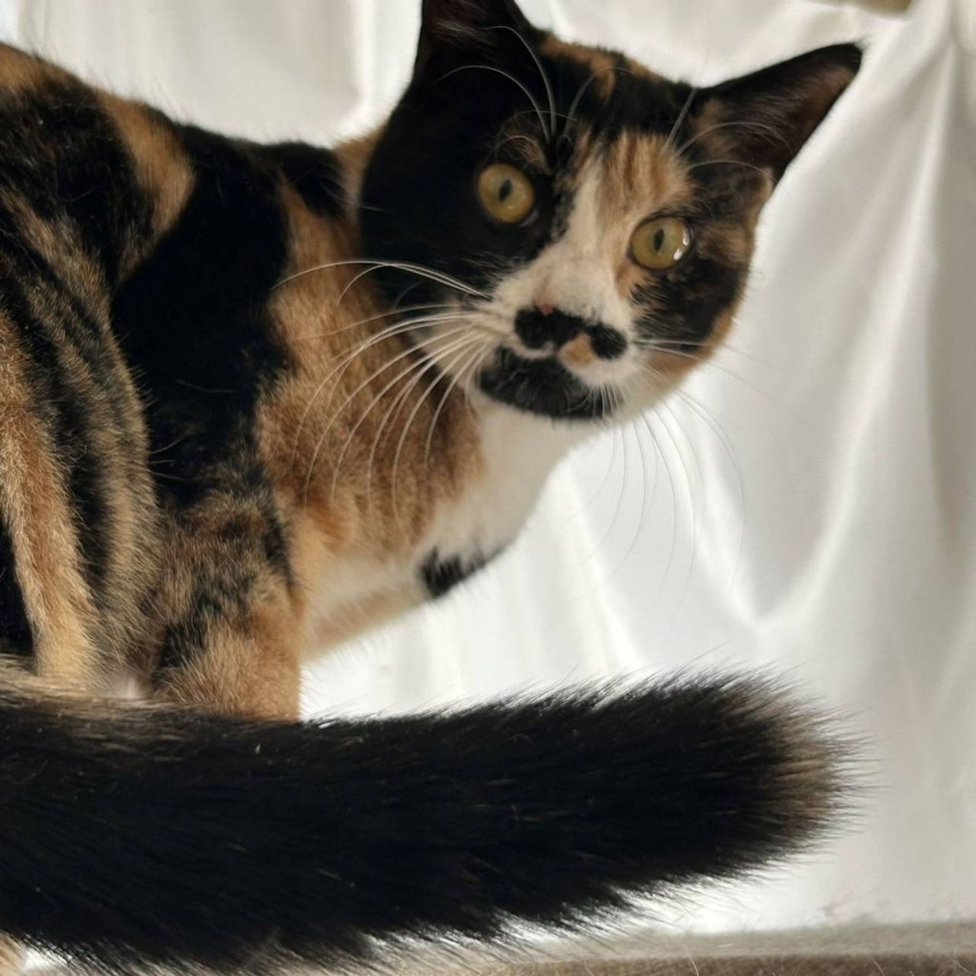 雑種（ミックス猫）・メスの里親募集の写真