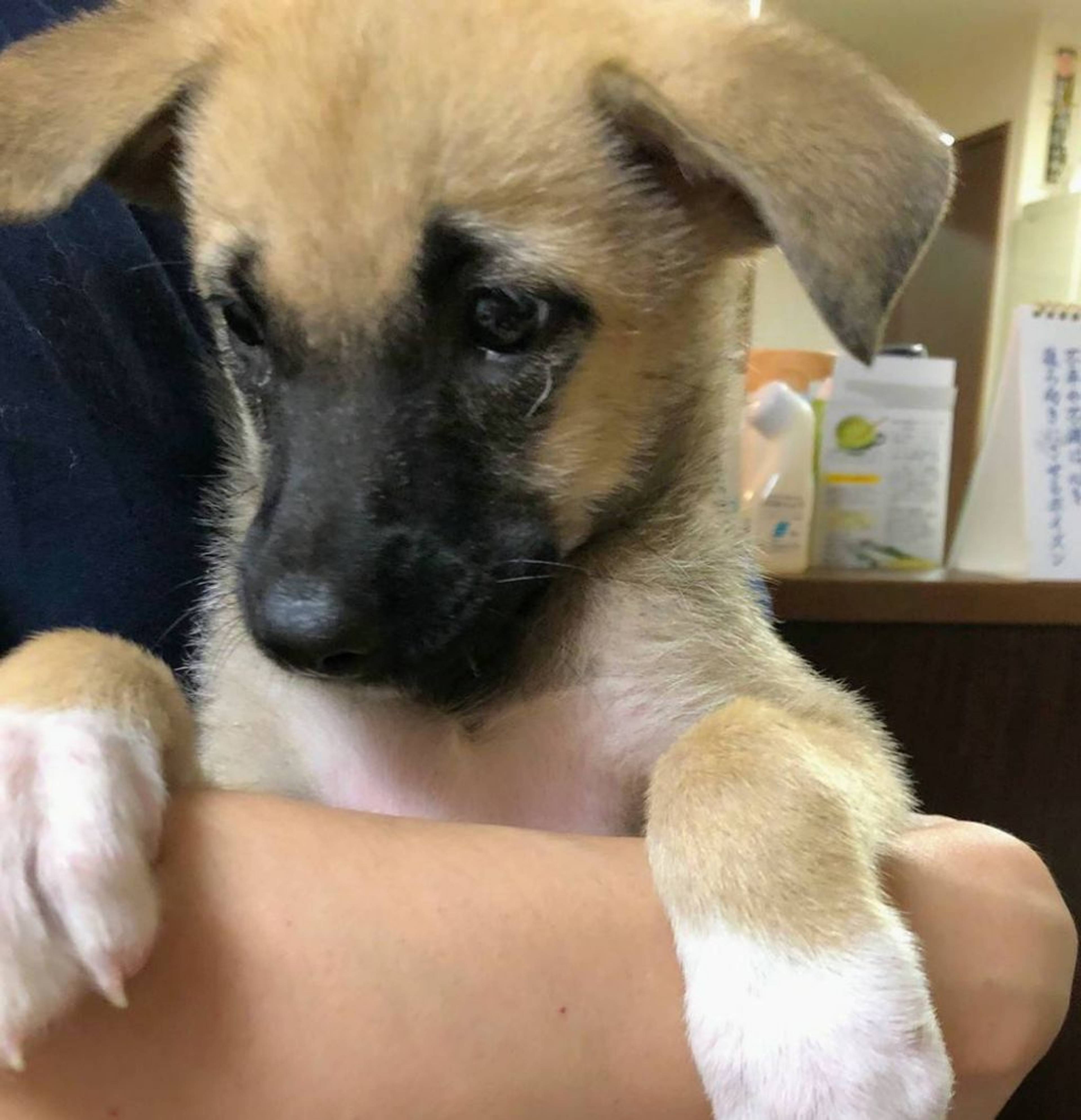 雑種（ミックス犬）・オスの里親募集の写真