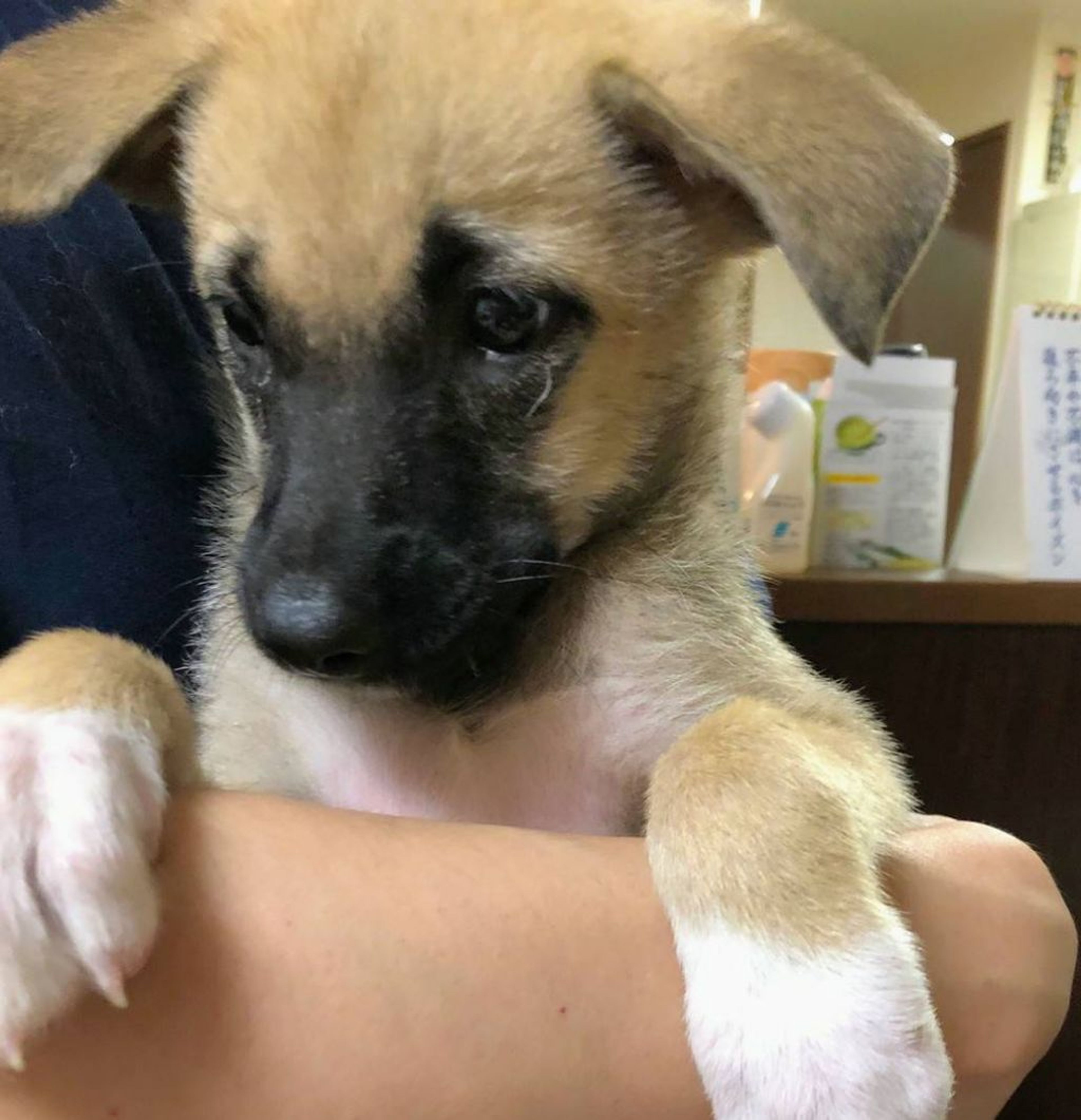 雑種（ミックス犬）・オスの里親募集の写真