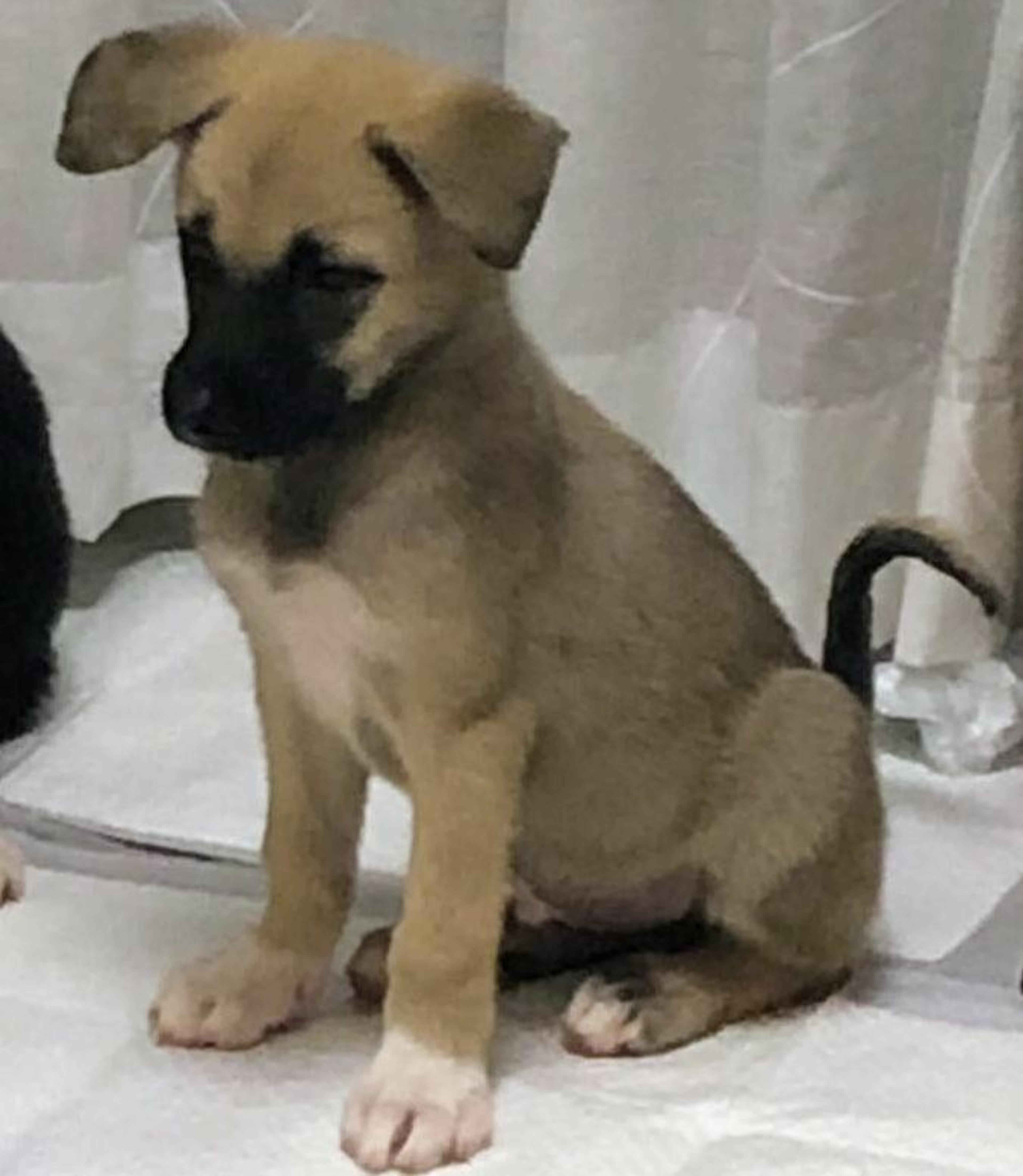 pet-image-2