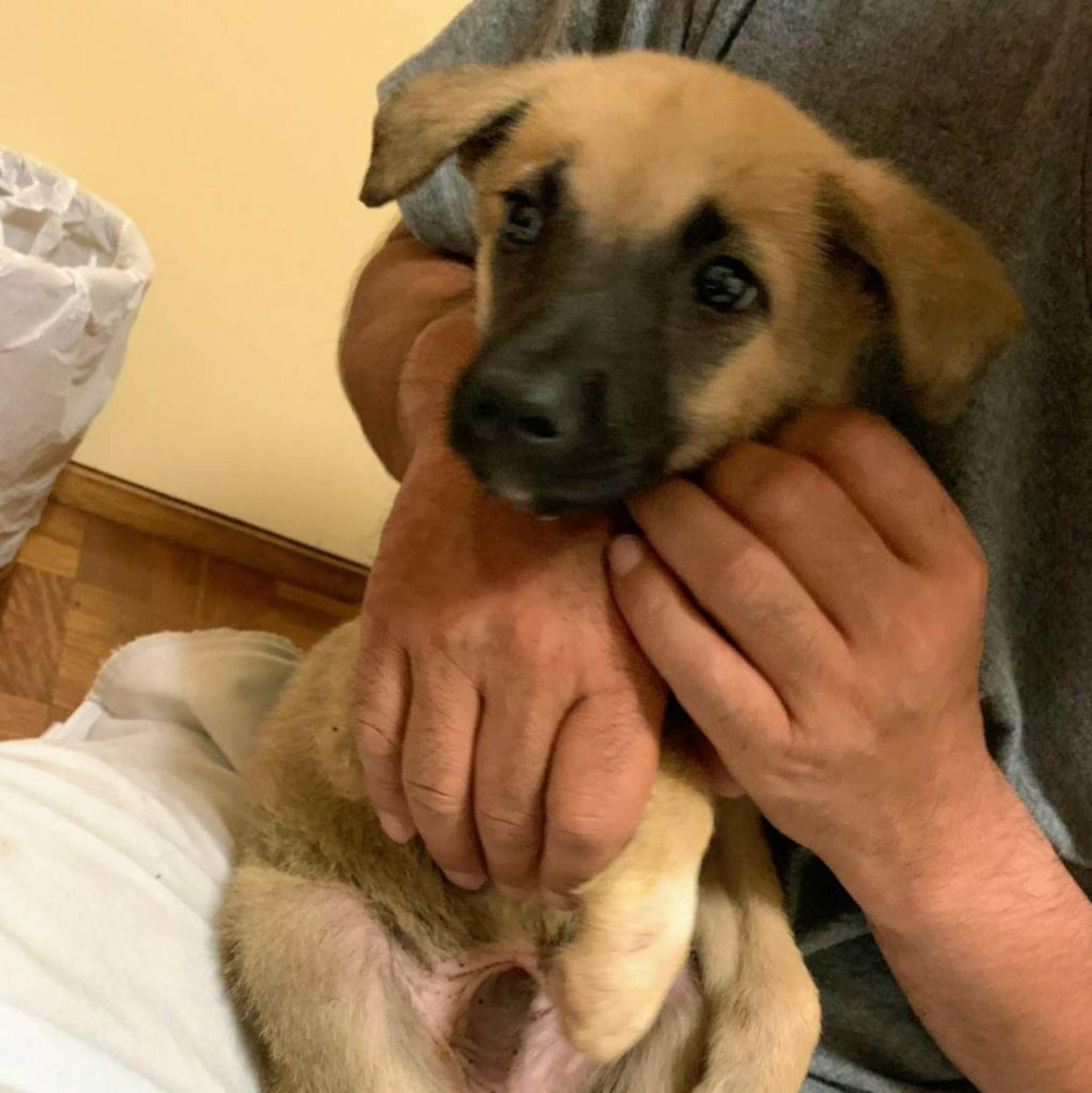 pet-image-3