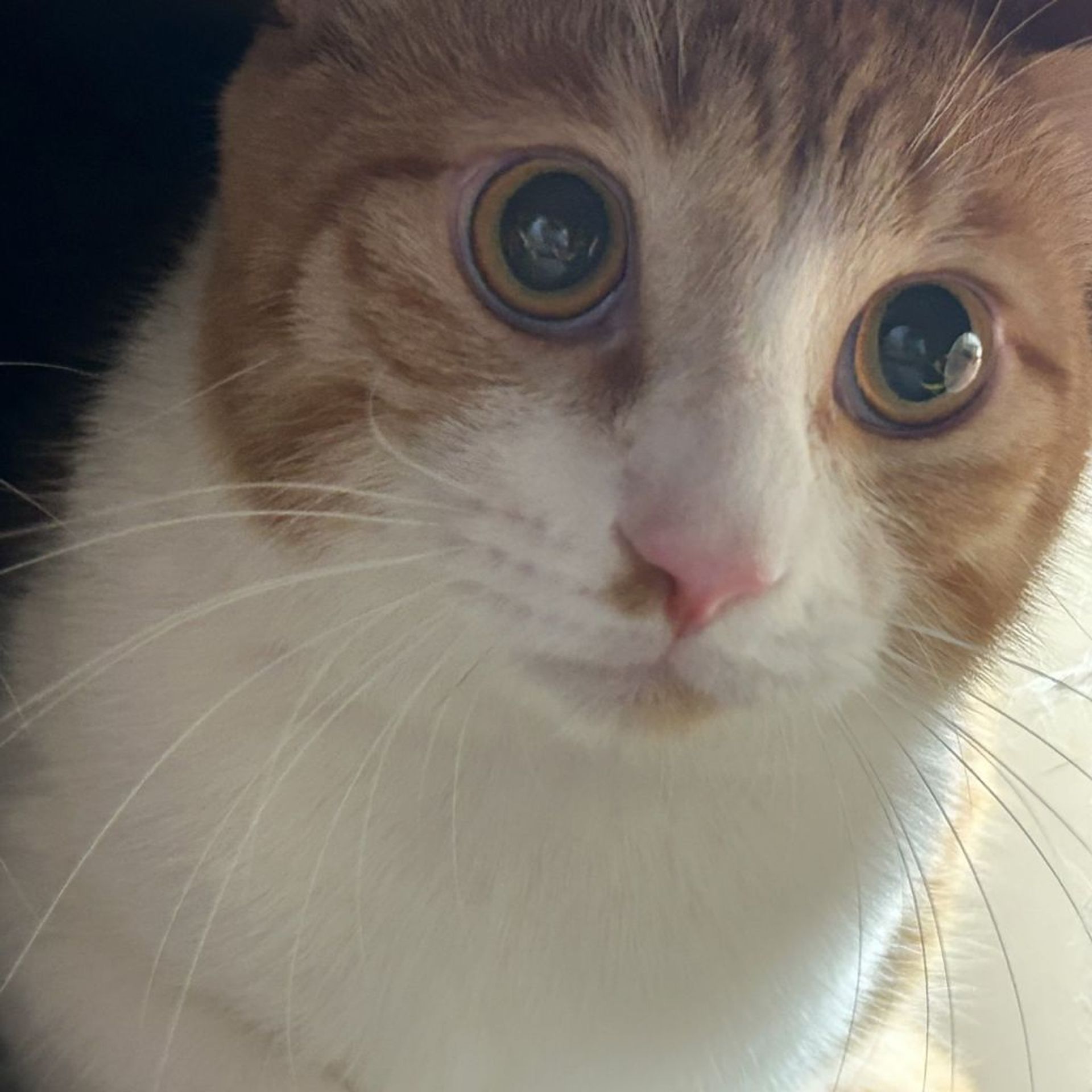 雑種（ミックス猫）・オスの里親募集の写真